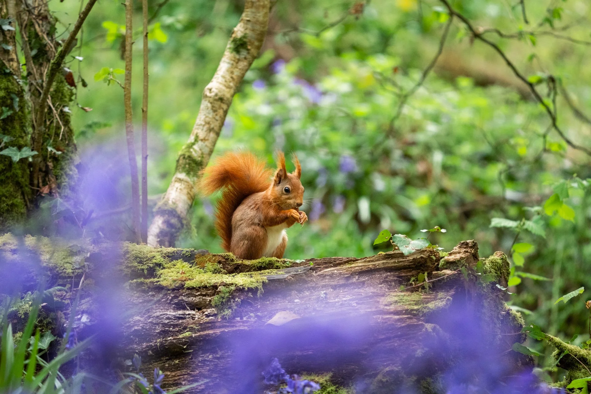 Bluebell Squirrels _33.jpg