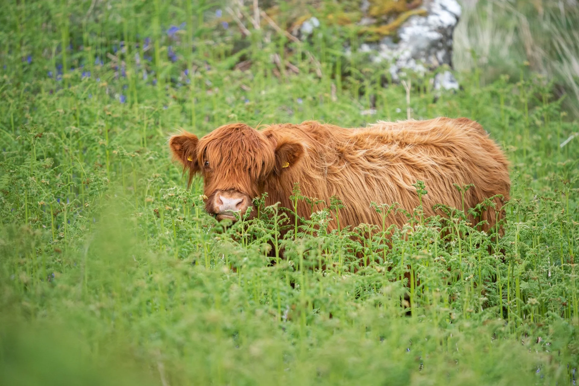 Ulva Photo Walk_16.jpg