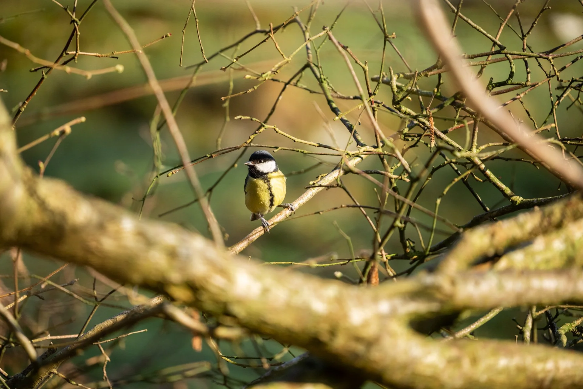 Local Wildlife Walk _03.jpg