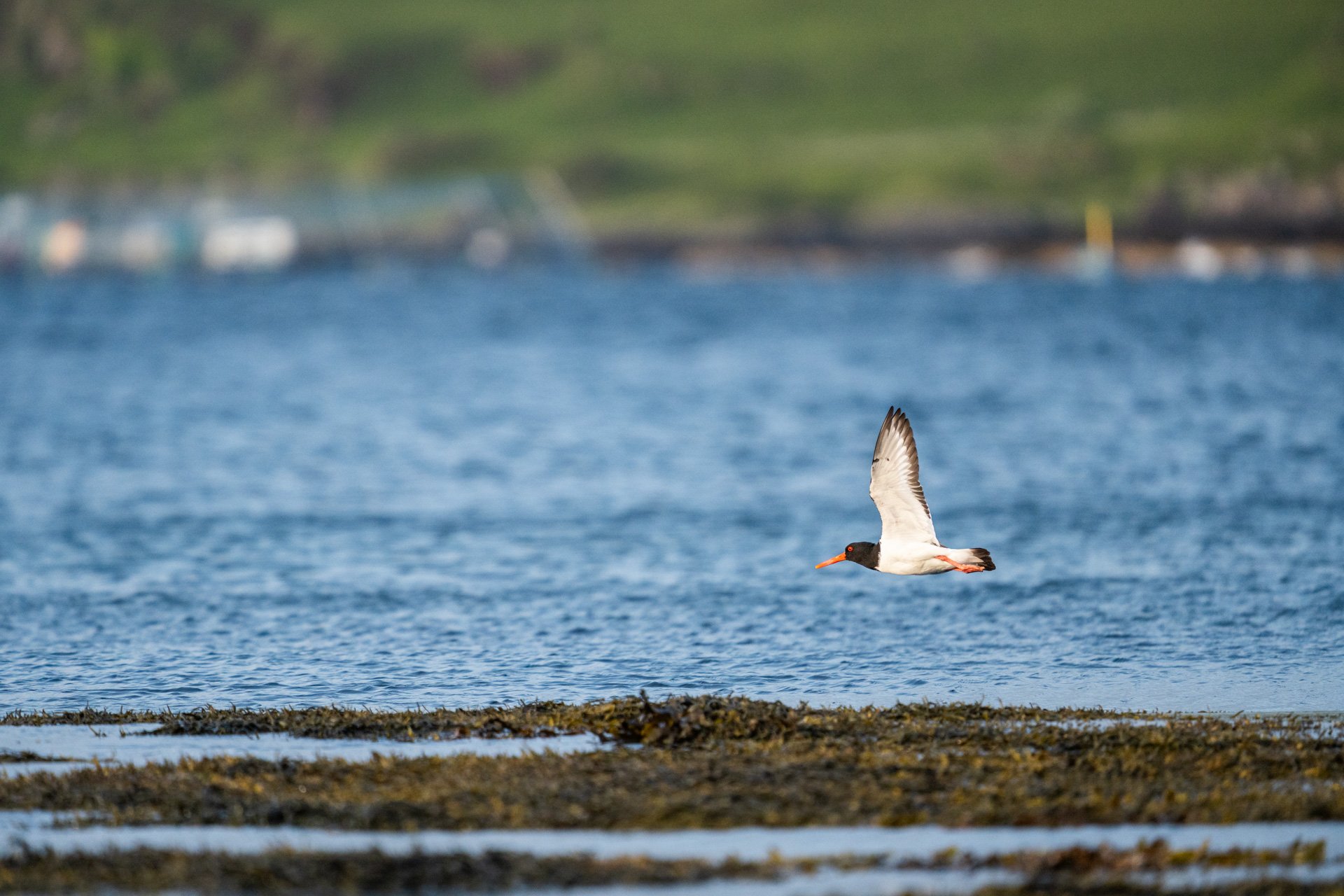 Kerrera_07.jpg