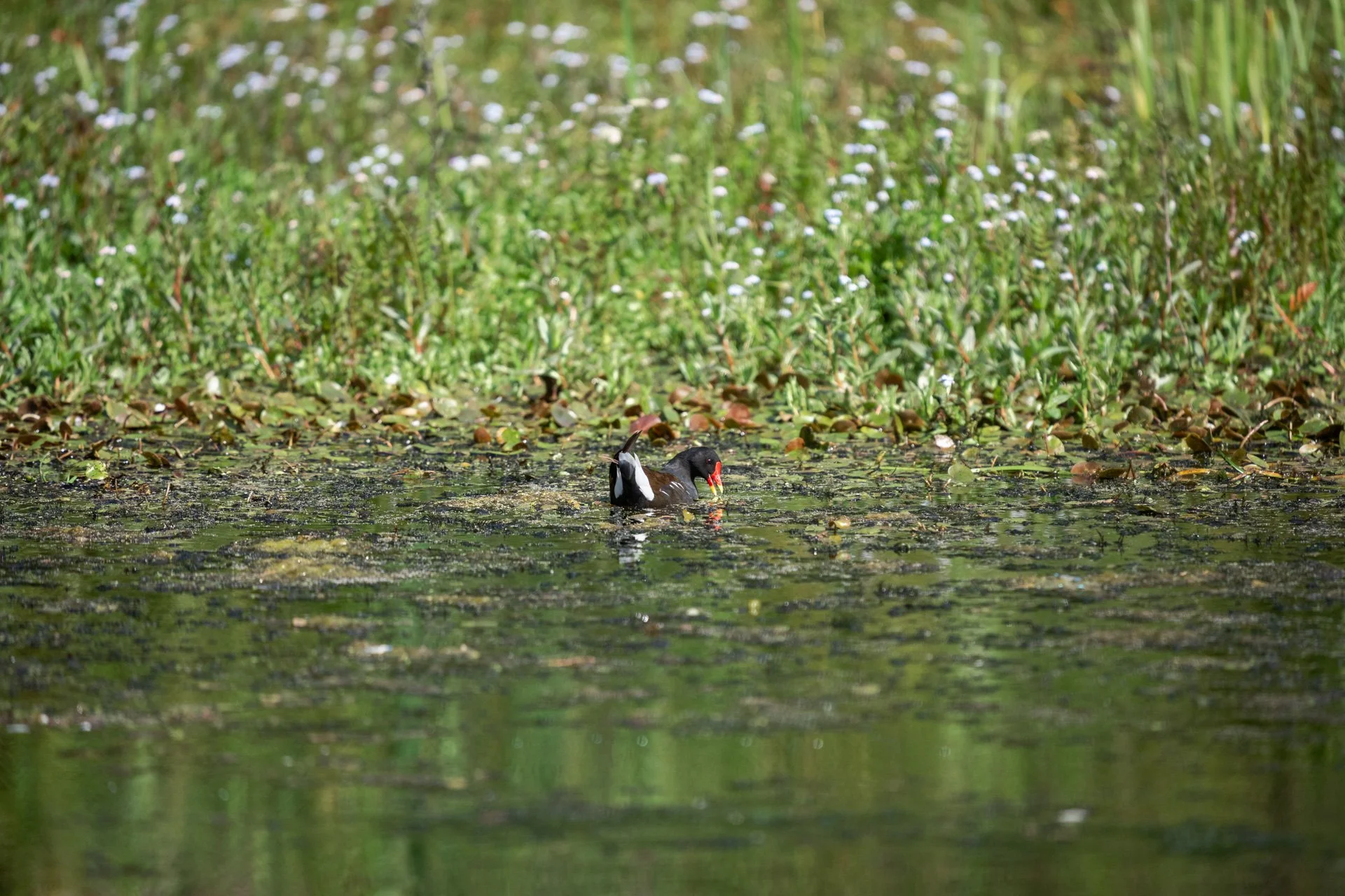 Aston Locks Nature Reserve _31.jpg