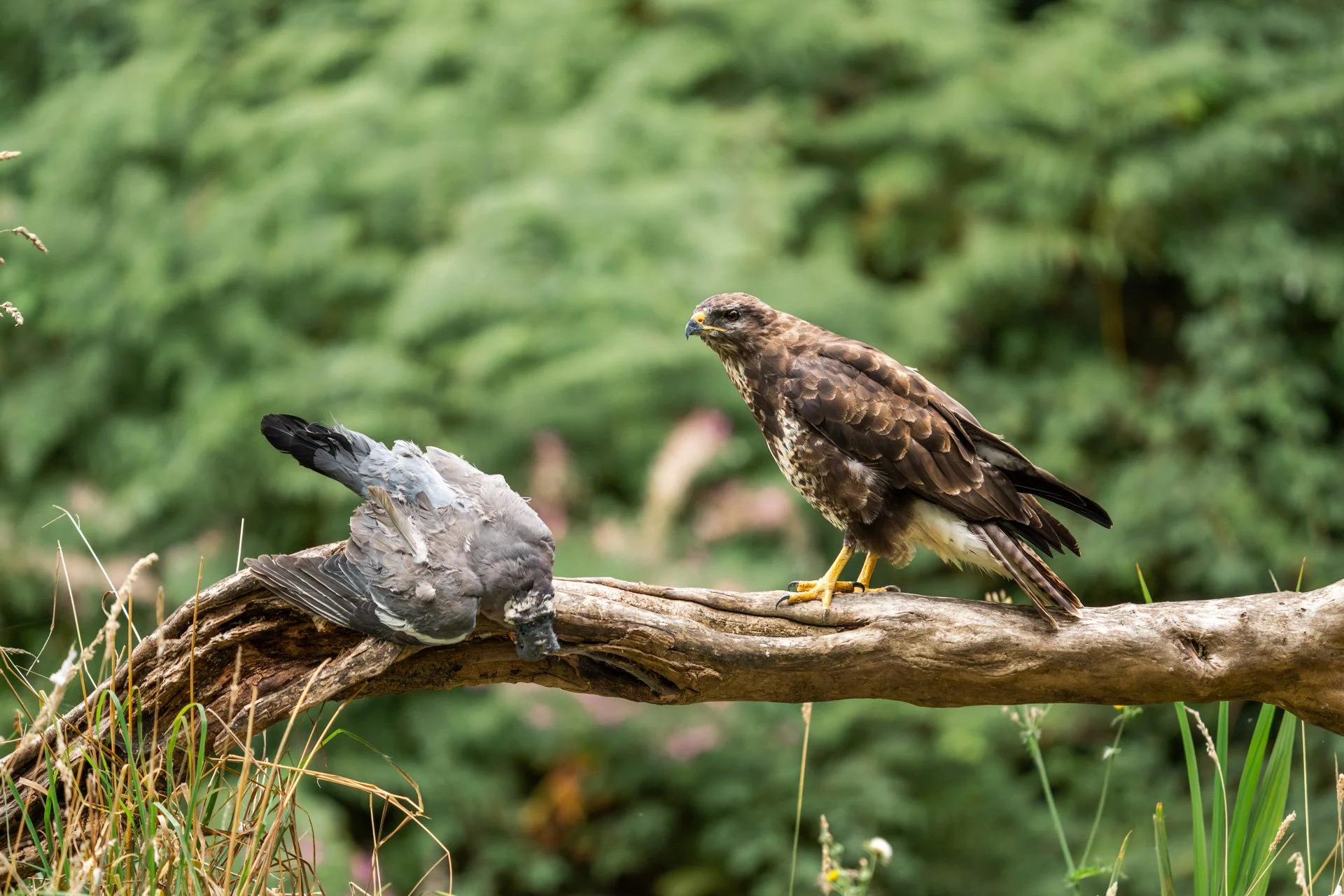 Buzzard Hide (1).jpg