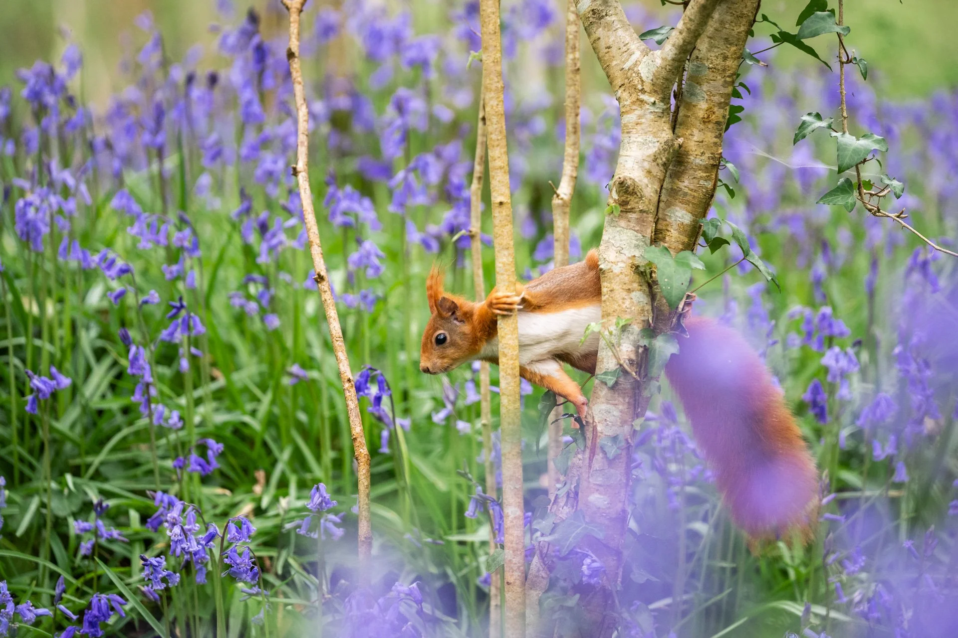 Bluebell Squirrels _02.jpg