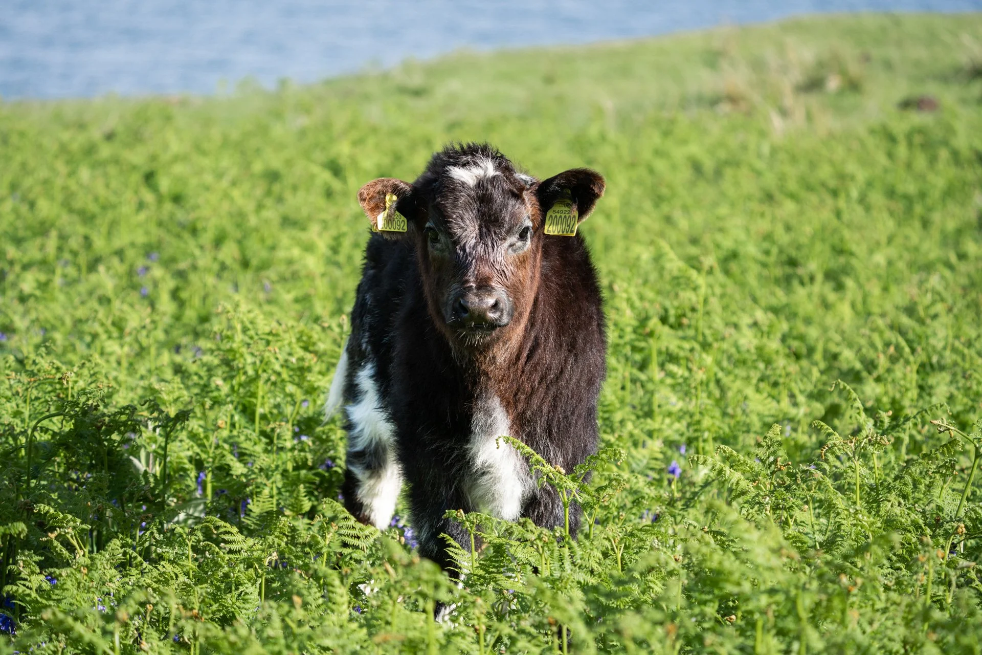 Ulva Photo Walk_25.jpg