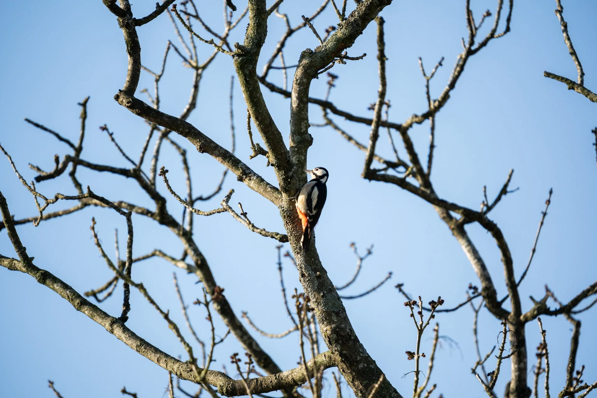 Local Wildlife Walk _09.jpg