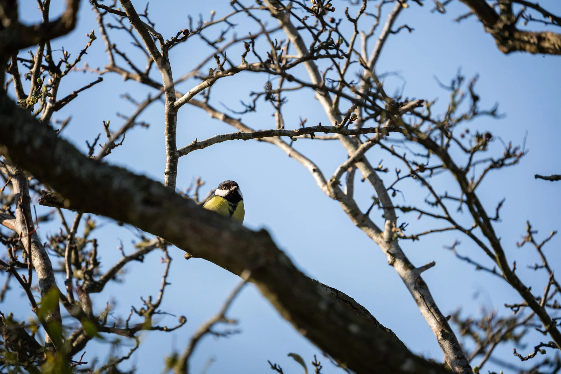 Local Wildlife Walk _14.jpg