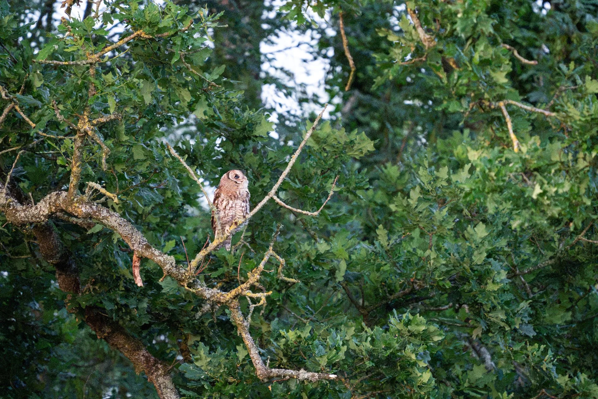 Tawny Owls _09.jpg