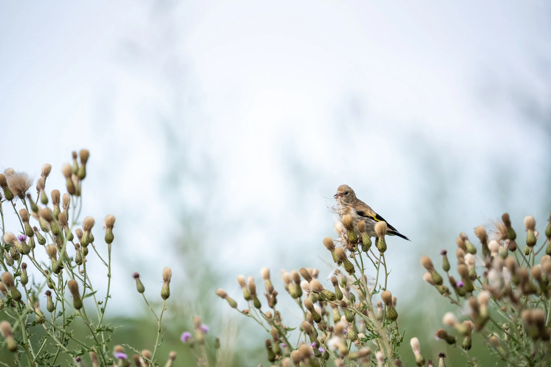 Aston Locks Nature Reserve _14.jpg