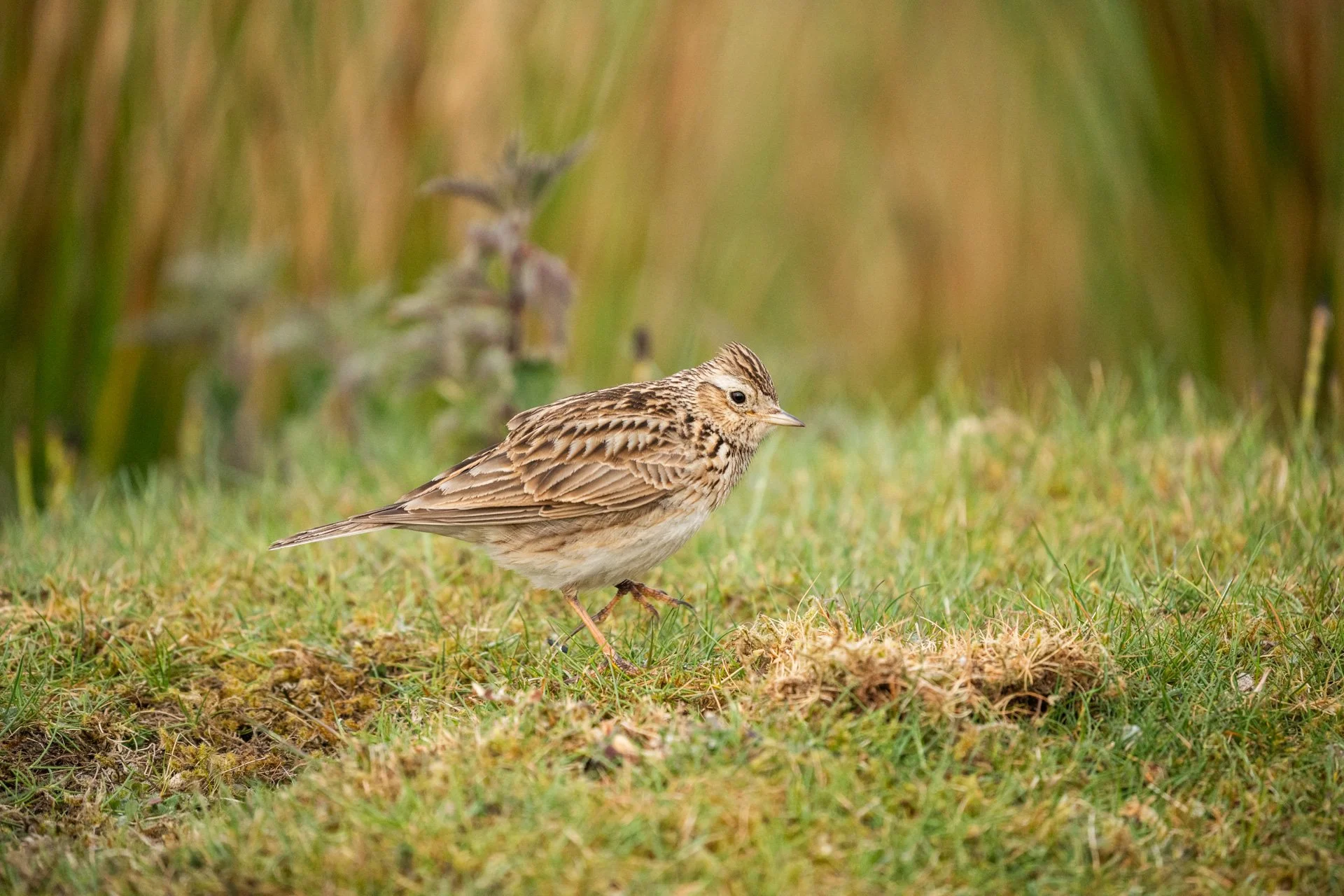 Skylark 1.jpg
