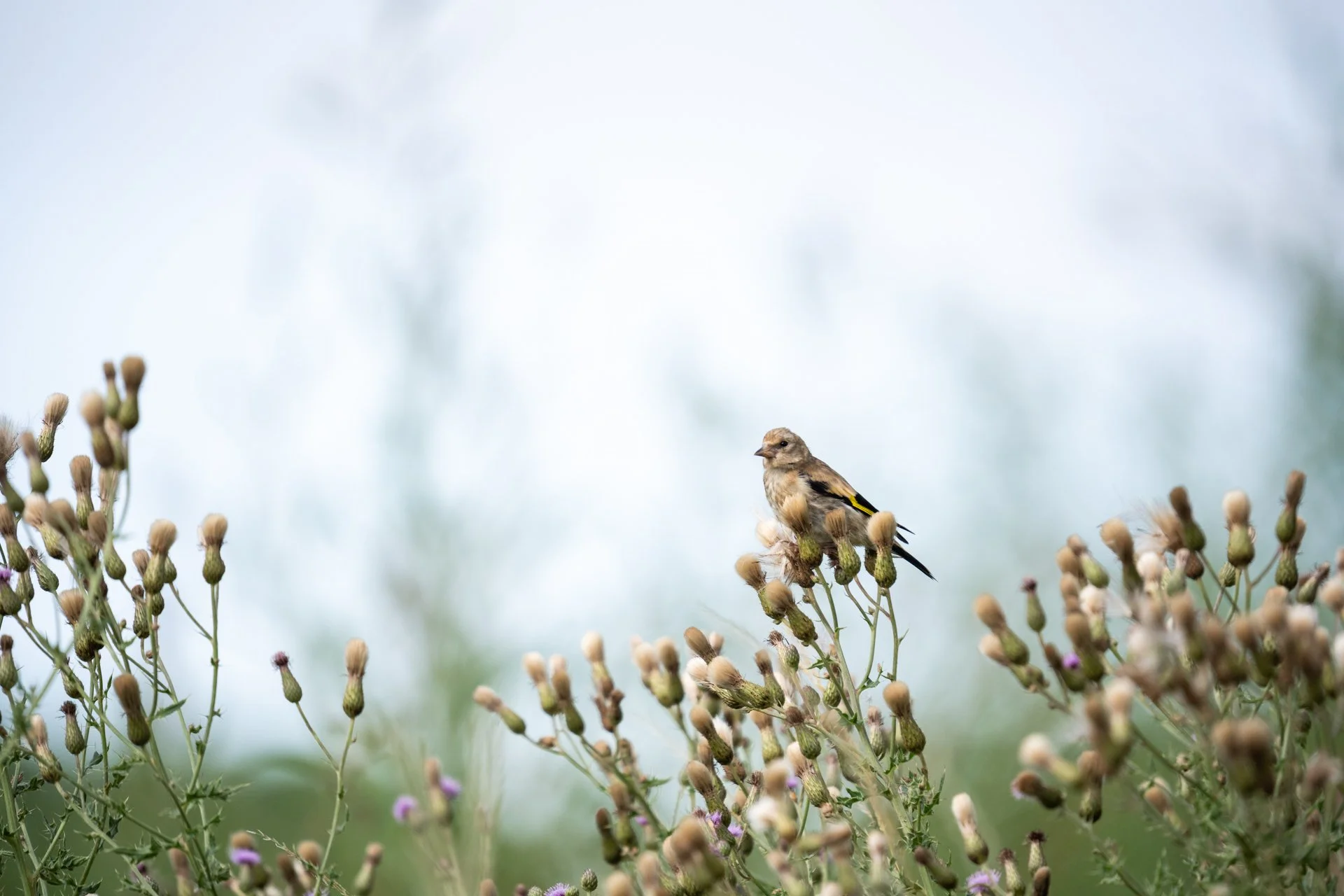 Aston Locks Nature Reserve _12.jpg