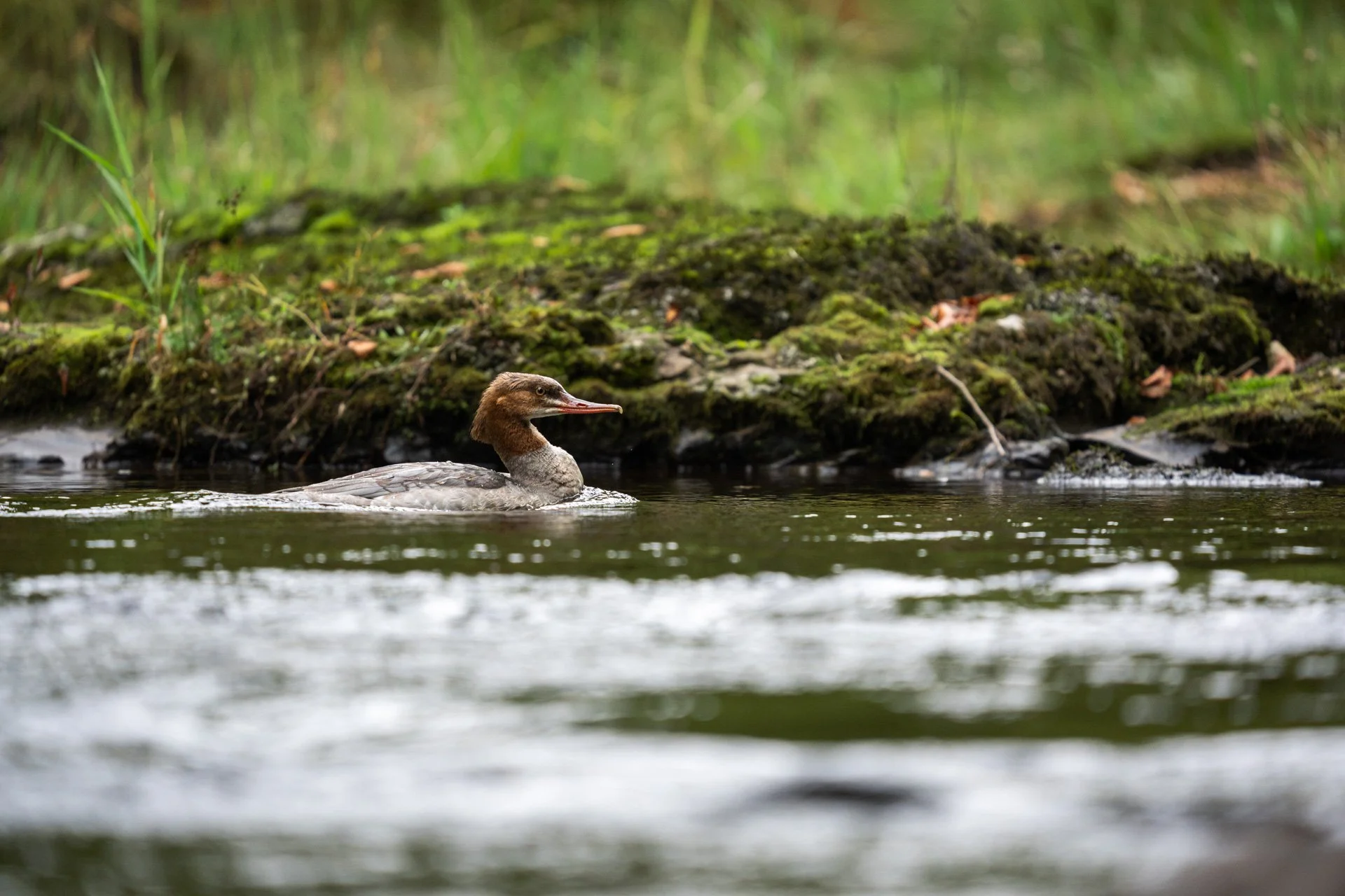 Dippers_06.jpg