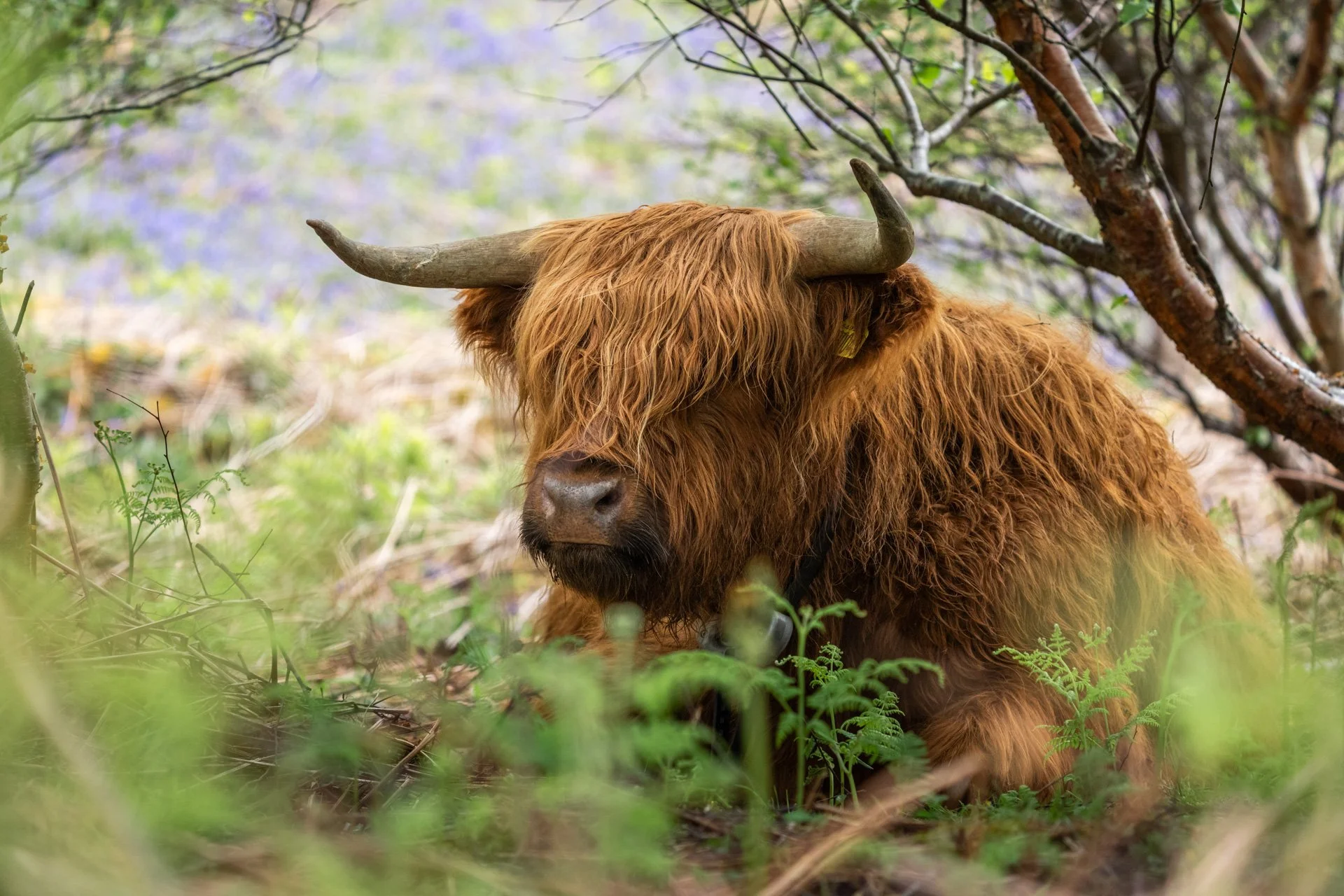 Ulva Photo Walk_30.jpg