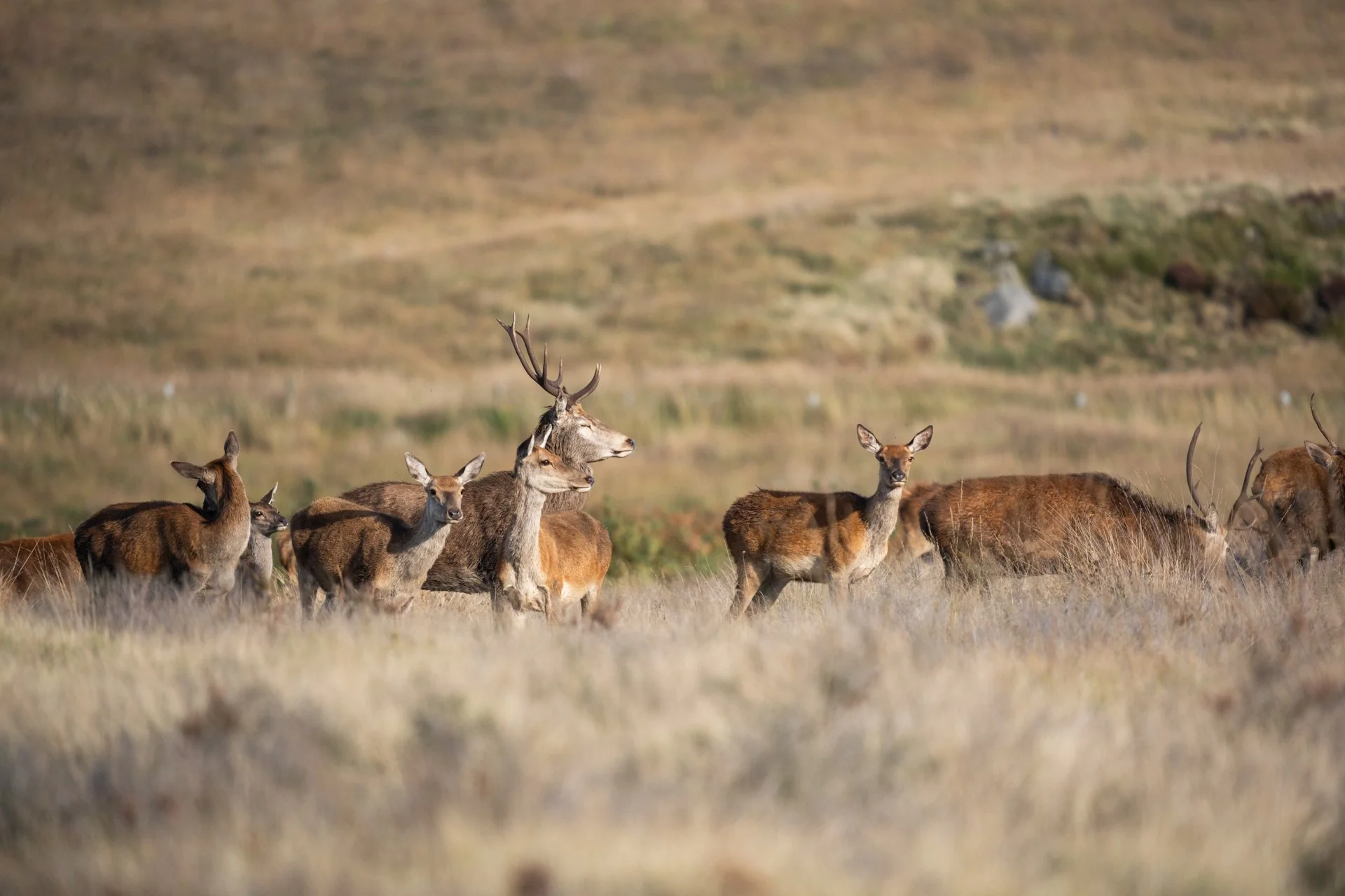 Peak District Deer _10.jpg