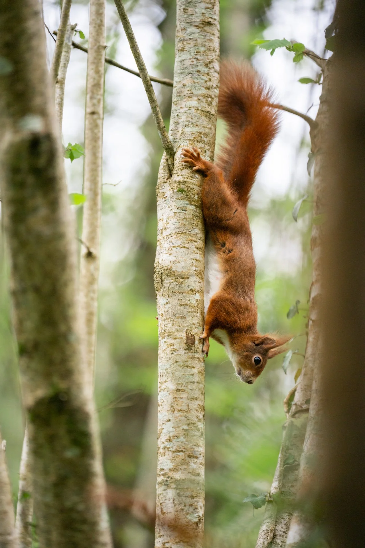 Bluebell Squirrels _14.jpg