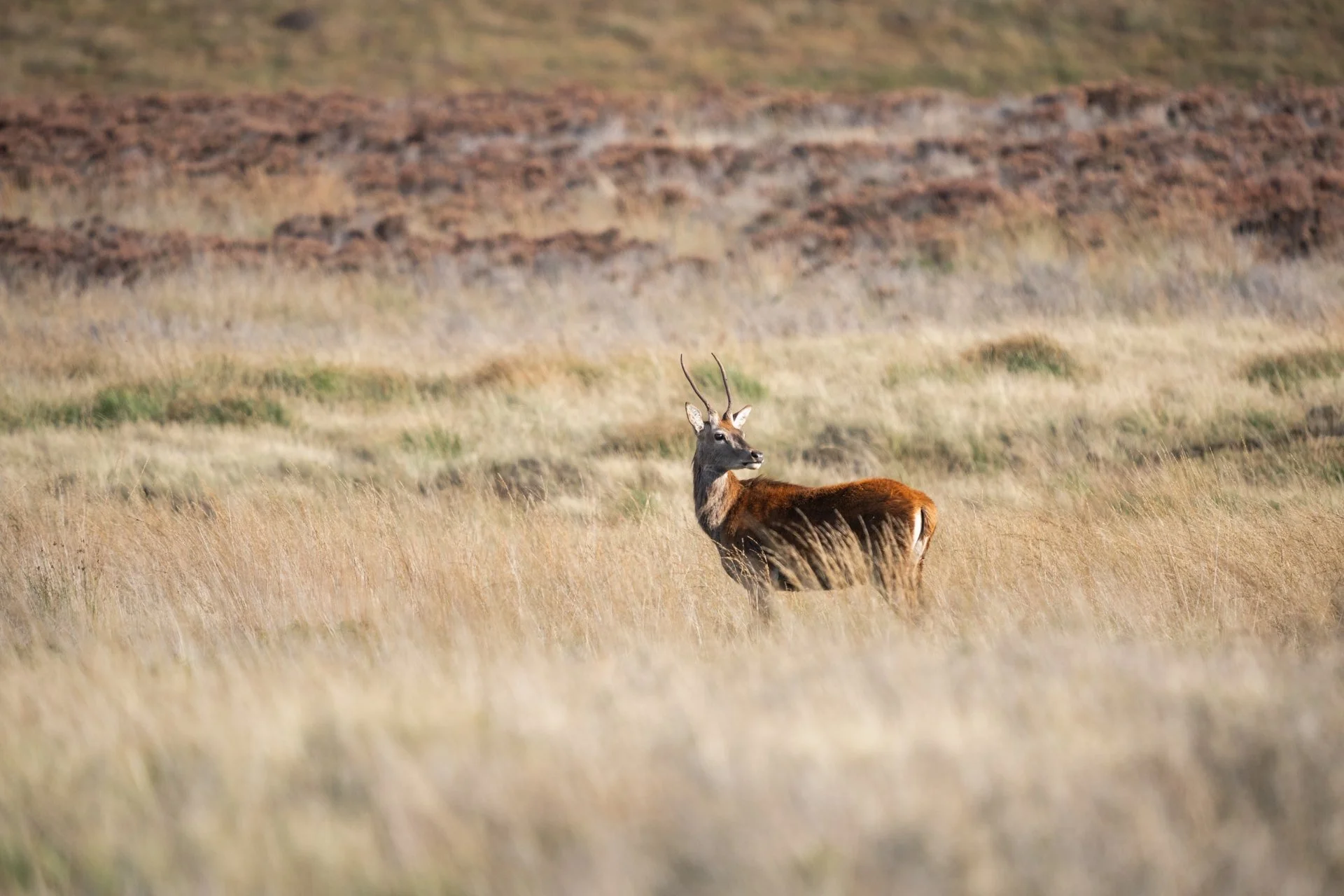 Peak District Deer _07.jpg