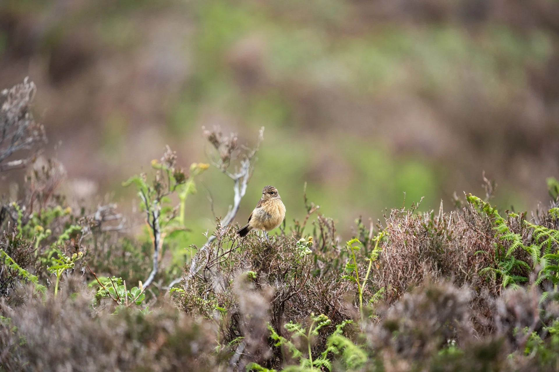 Ulva Photo Walk_11.jpg