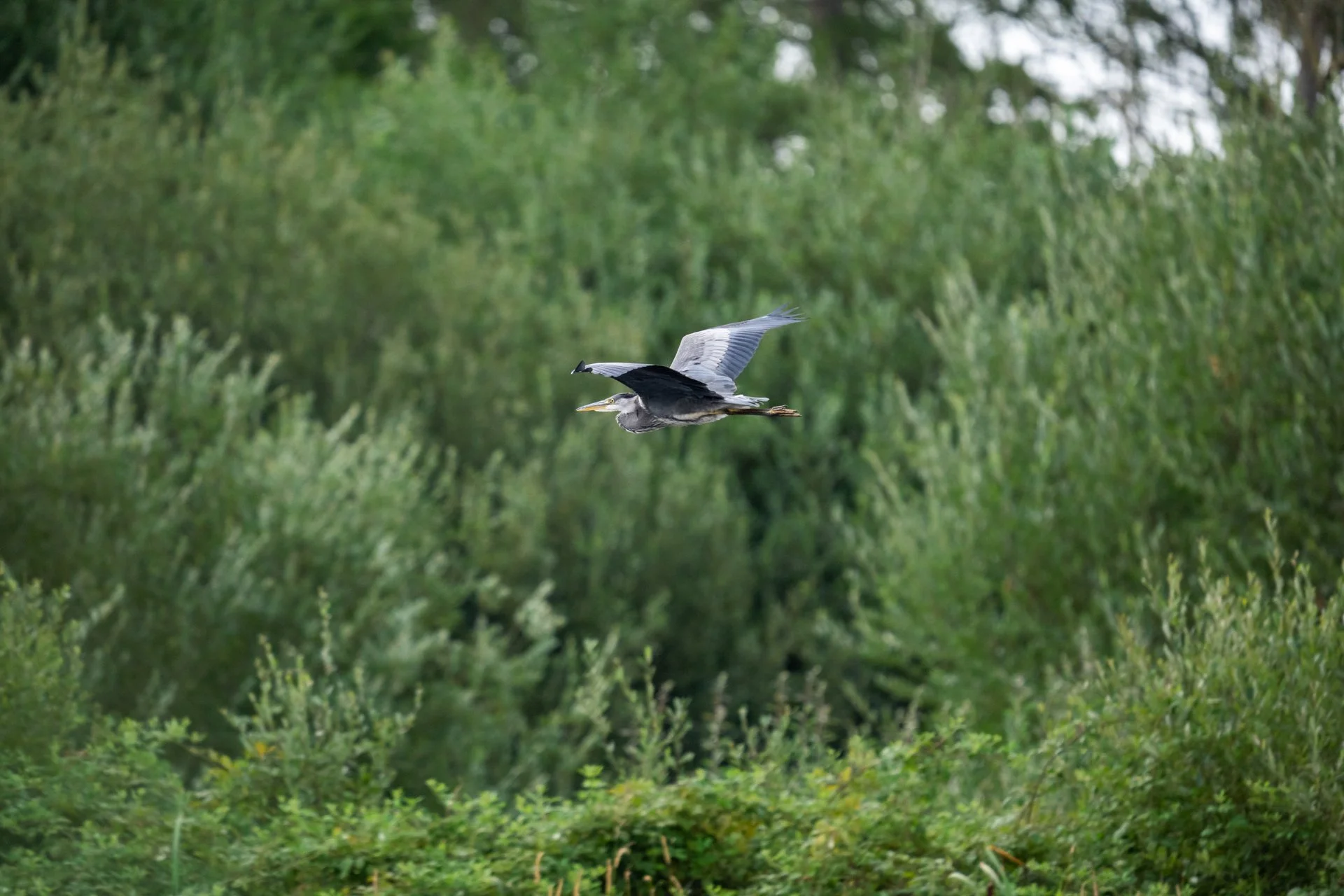 Aston Locks Nature Reserve _19.jpg