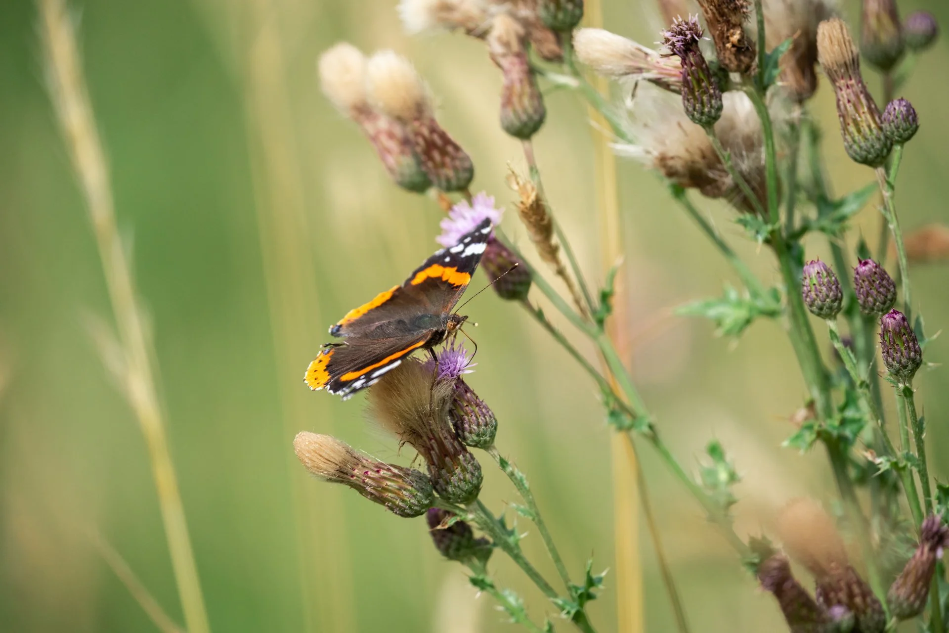 Aston Locks Nature Reserve _22.jpg