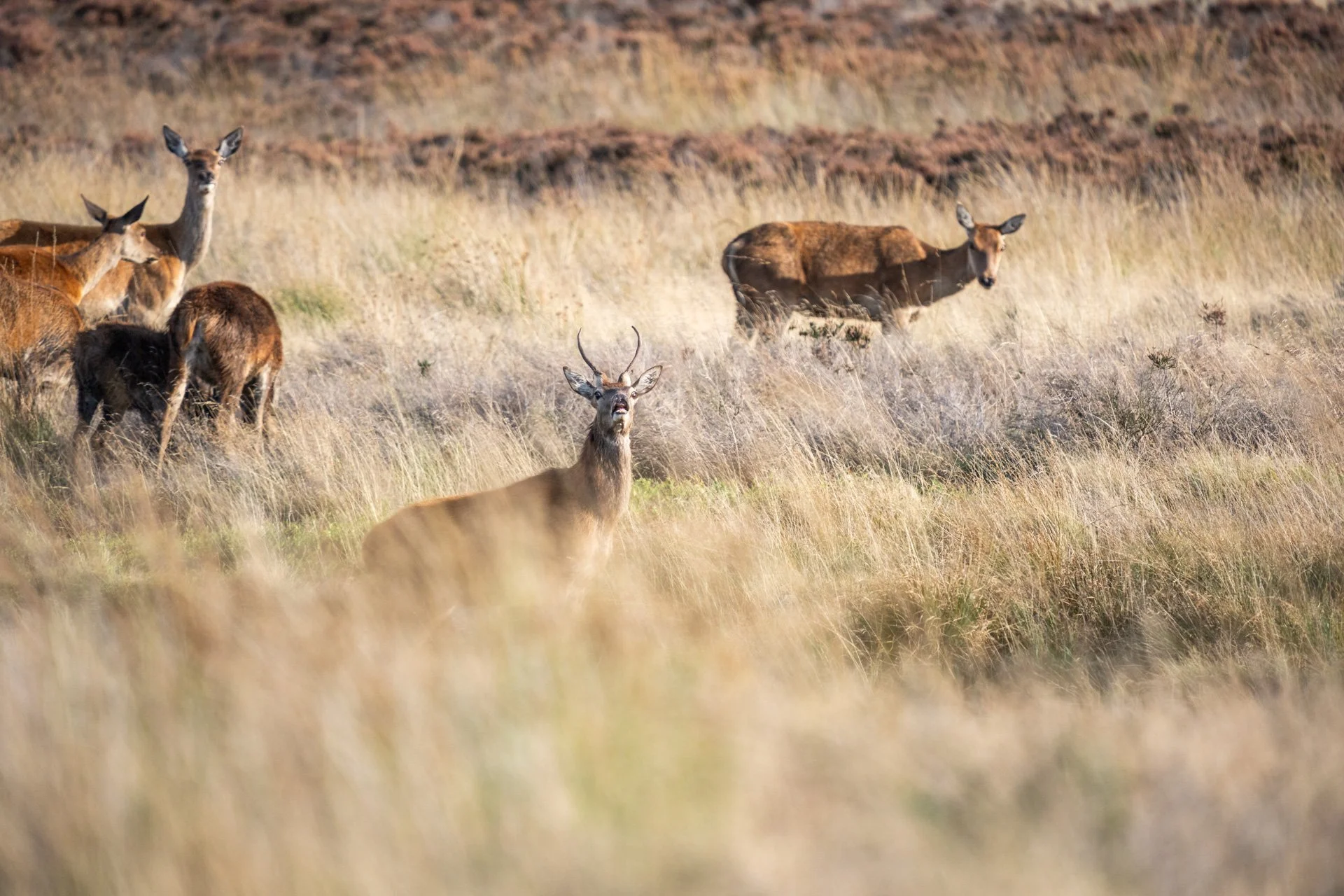 Peak District Deer _08.jpg