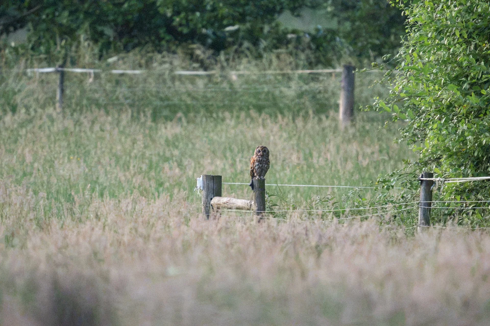 Tawny Owls _05.jpg