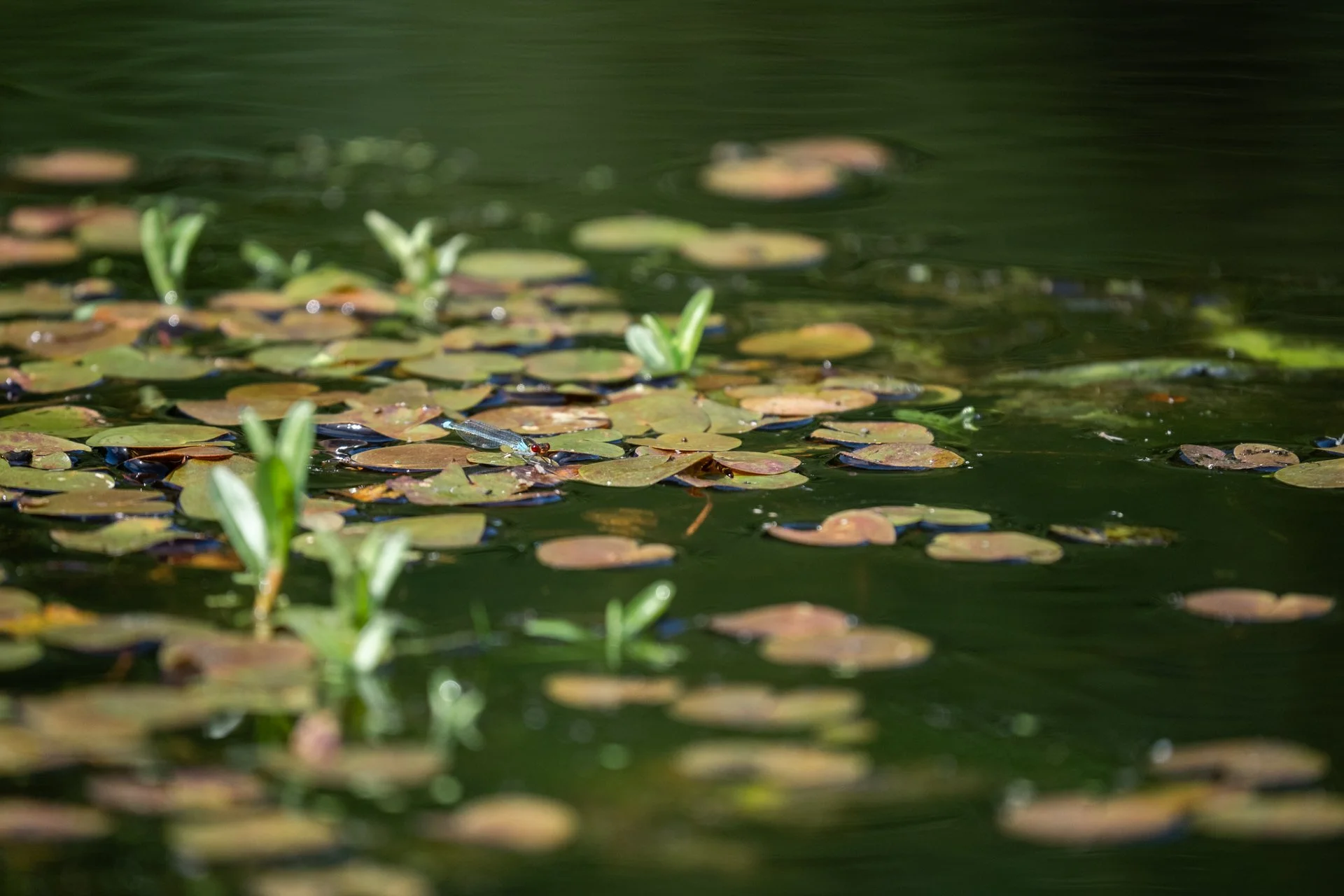 Aston Locks Nature Reserve _42.jpg