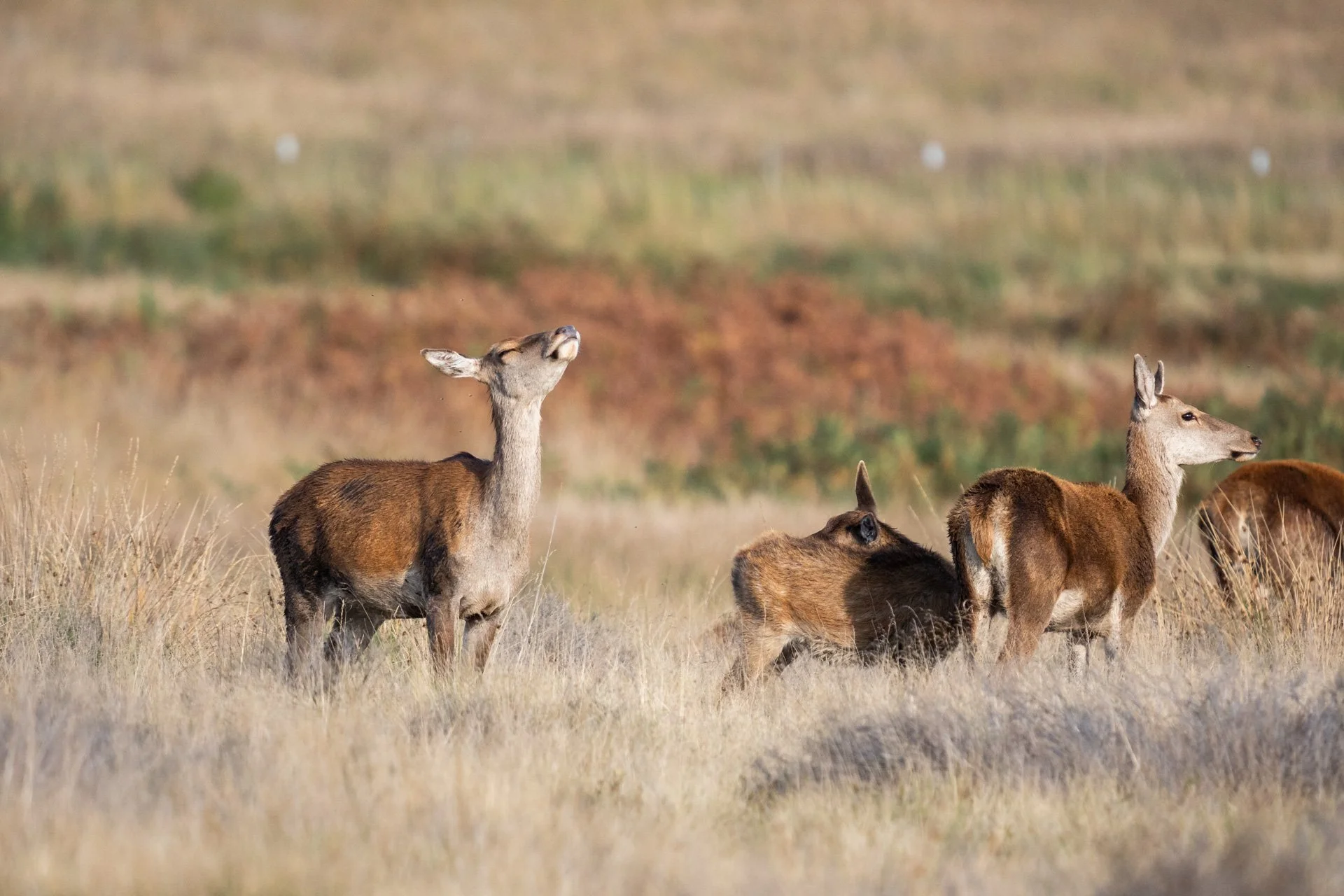 Peak District Deer _13.jpg