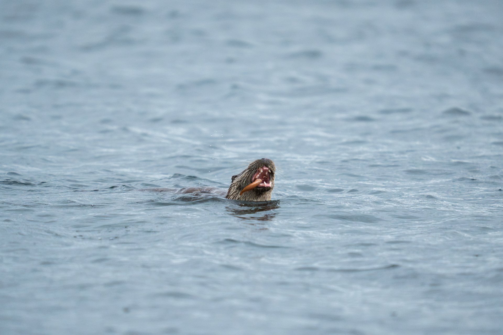 Mull_ Otters (11).jpg
