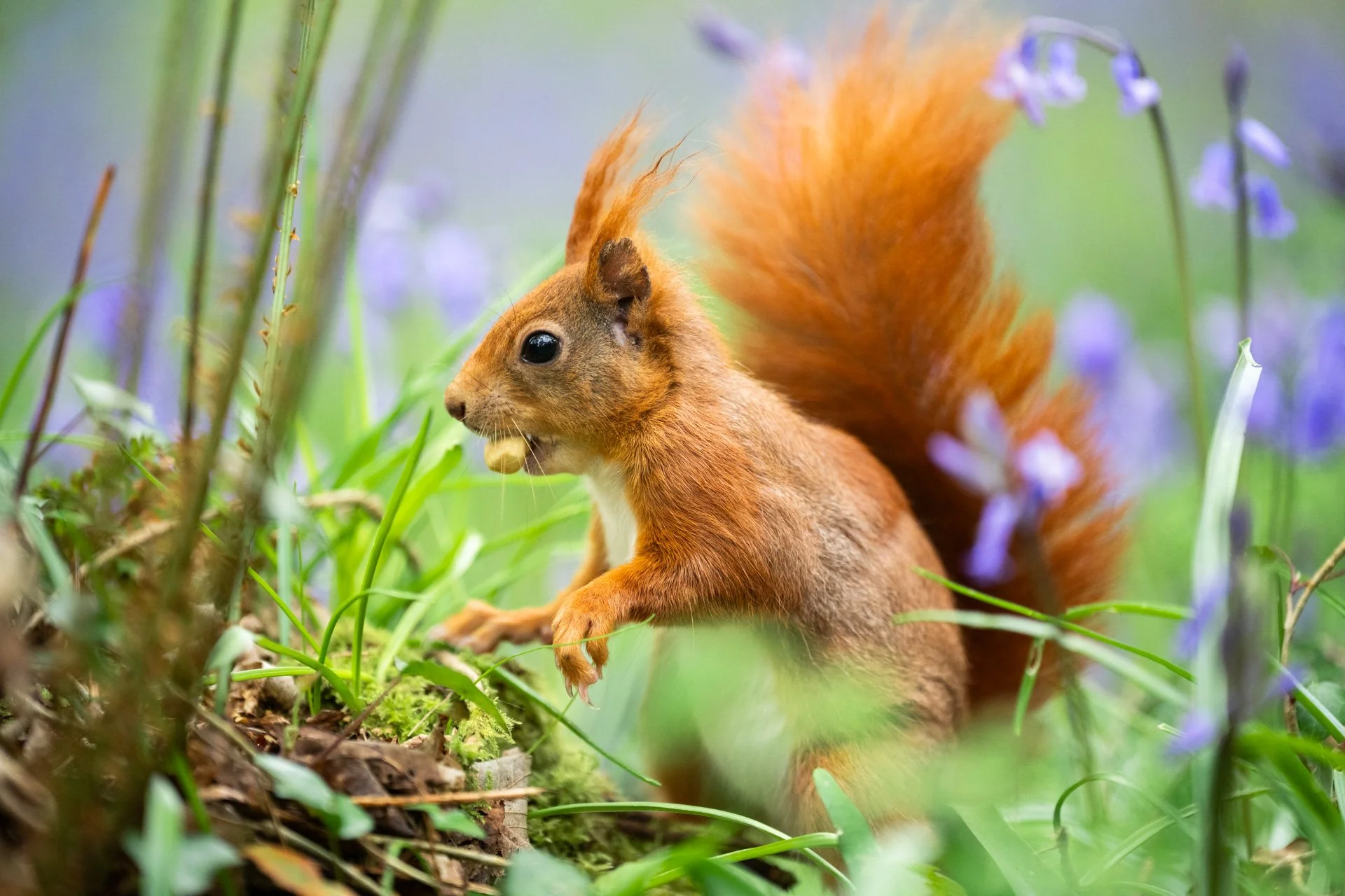 Bluebell Squirrels _04.jpg