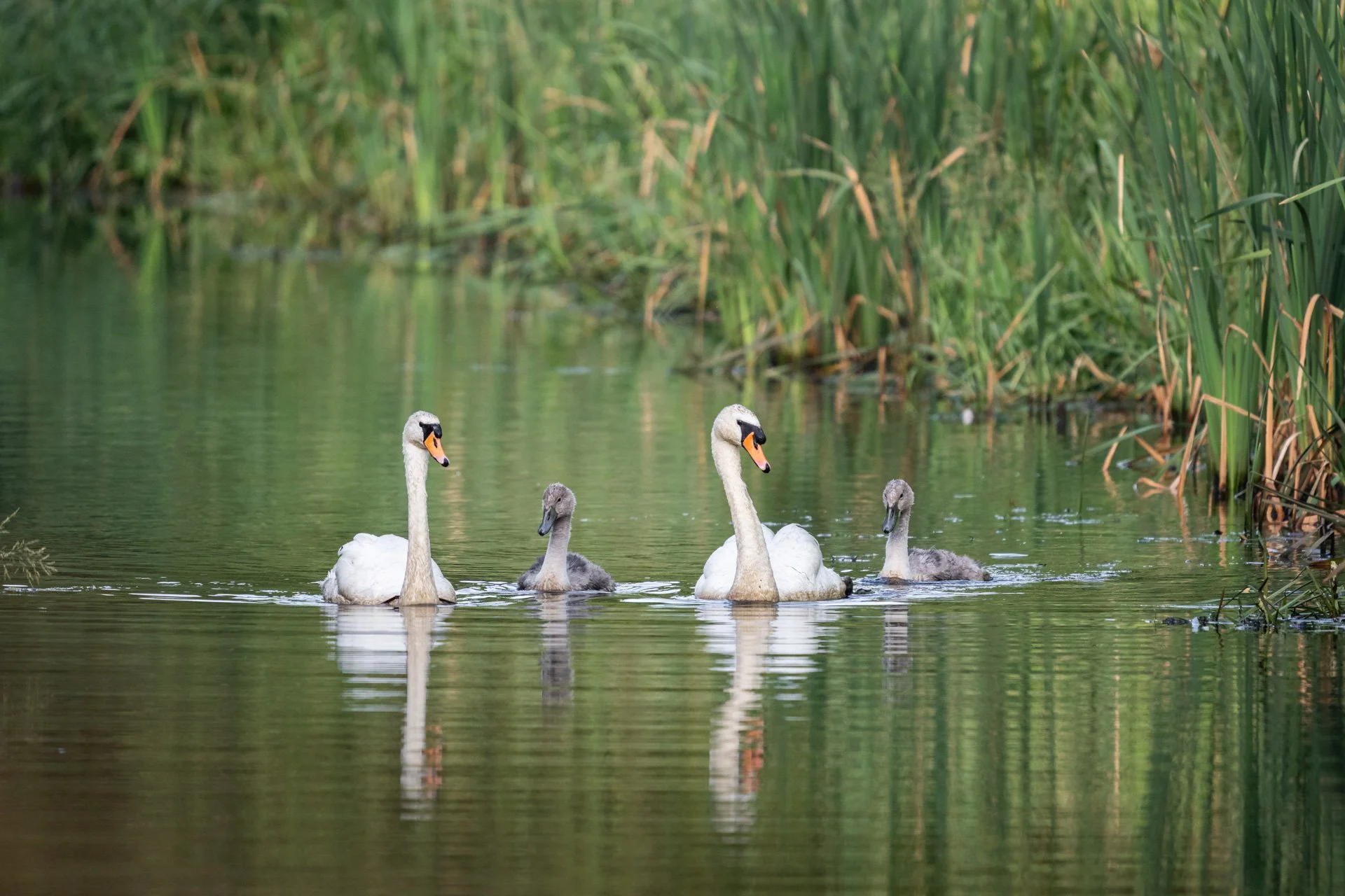 Aston Locks Nature Reserve _01.jpg