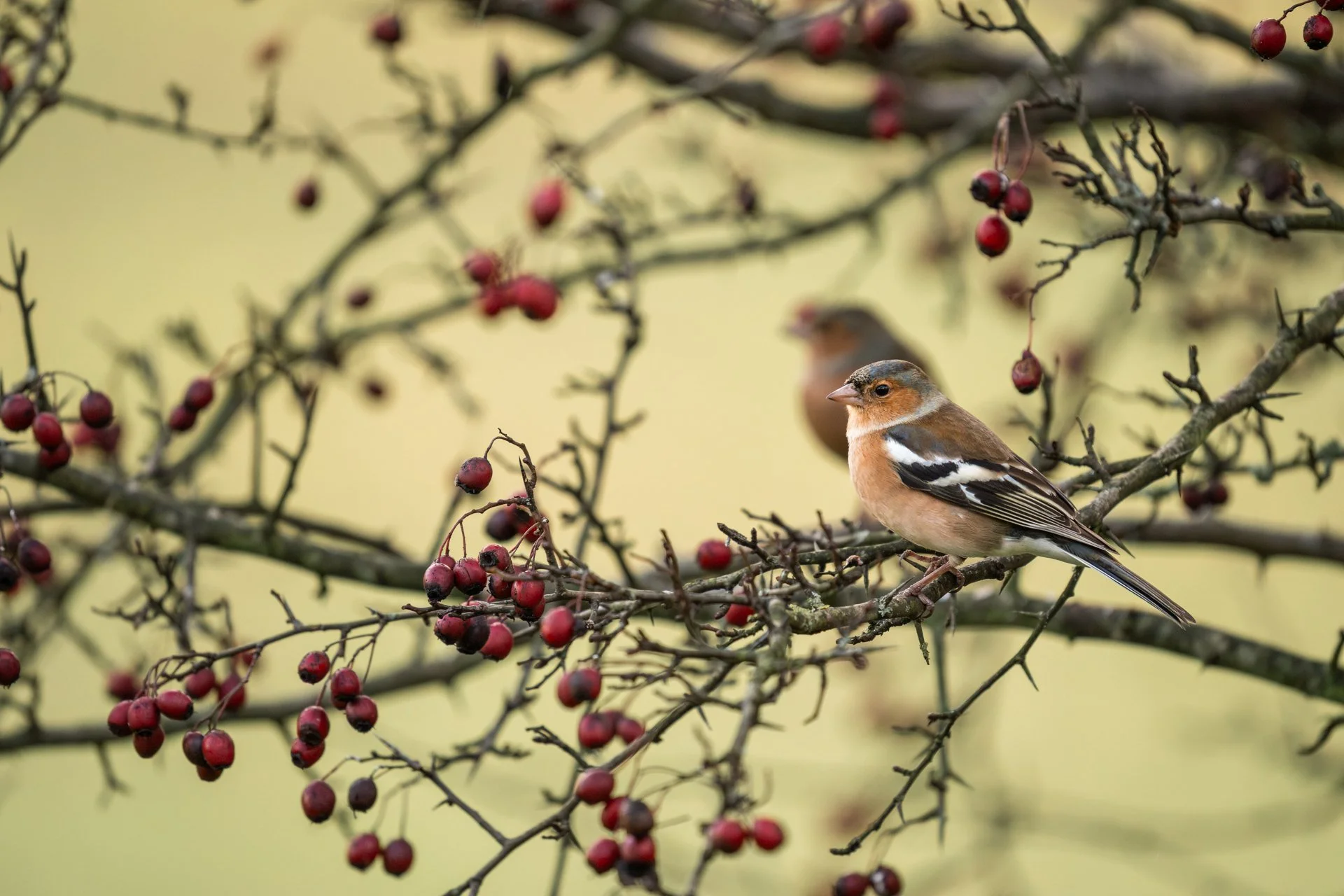 Decemeber Garden 08.jpg
