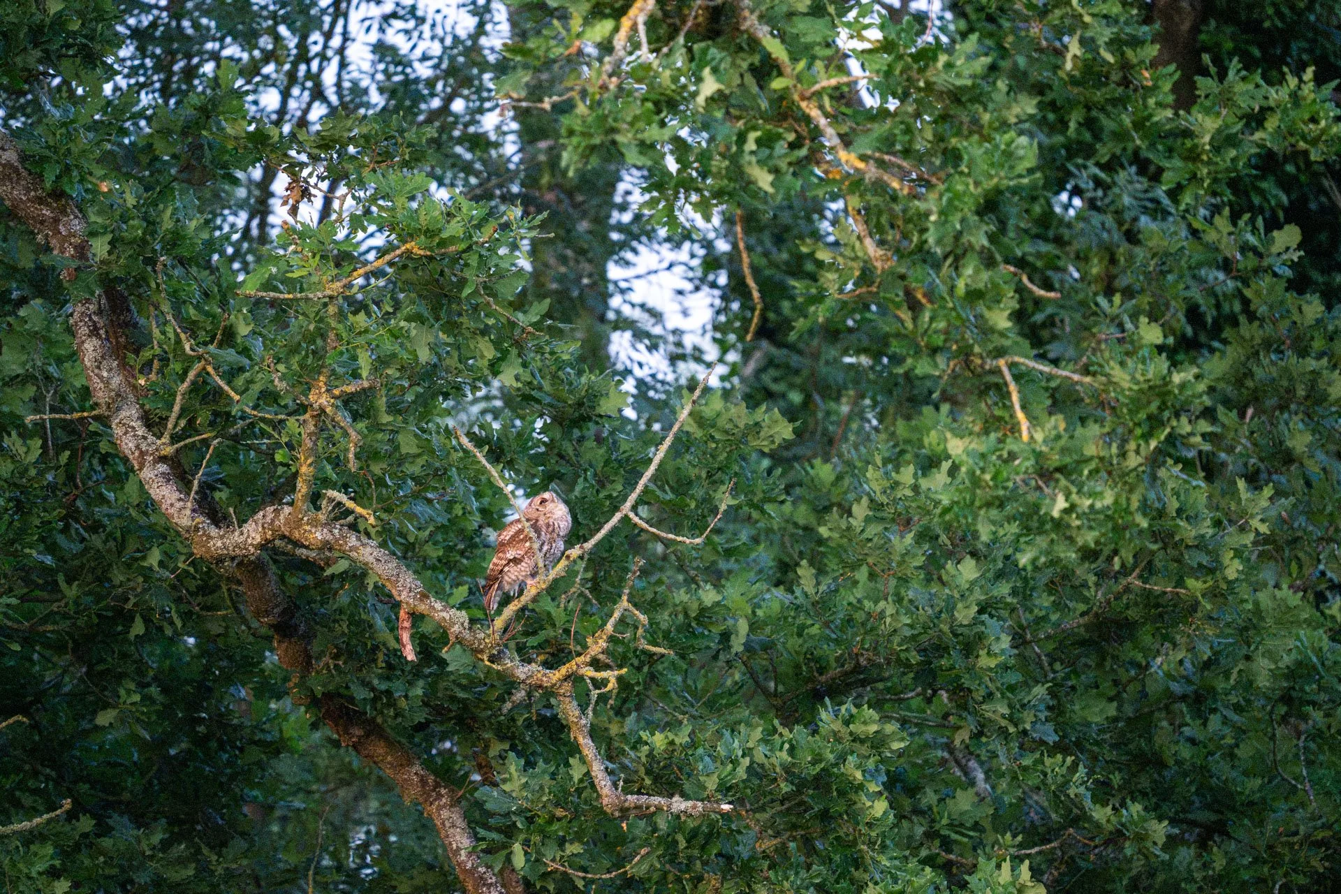 Tawny Owls _07.jpg