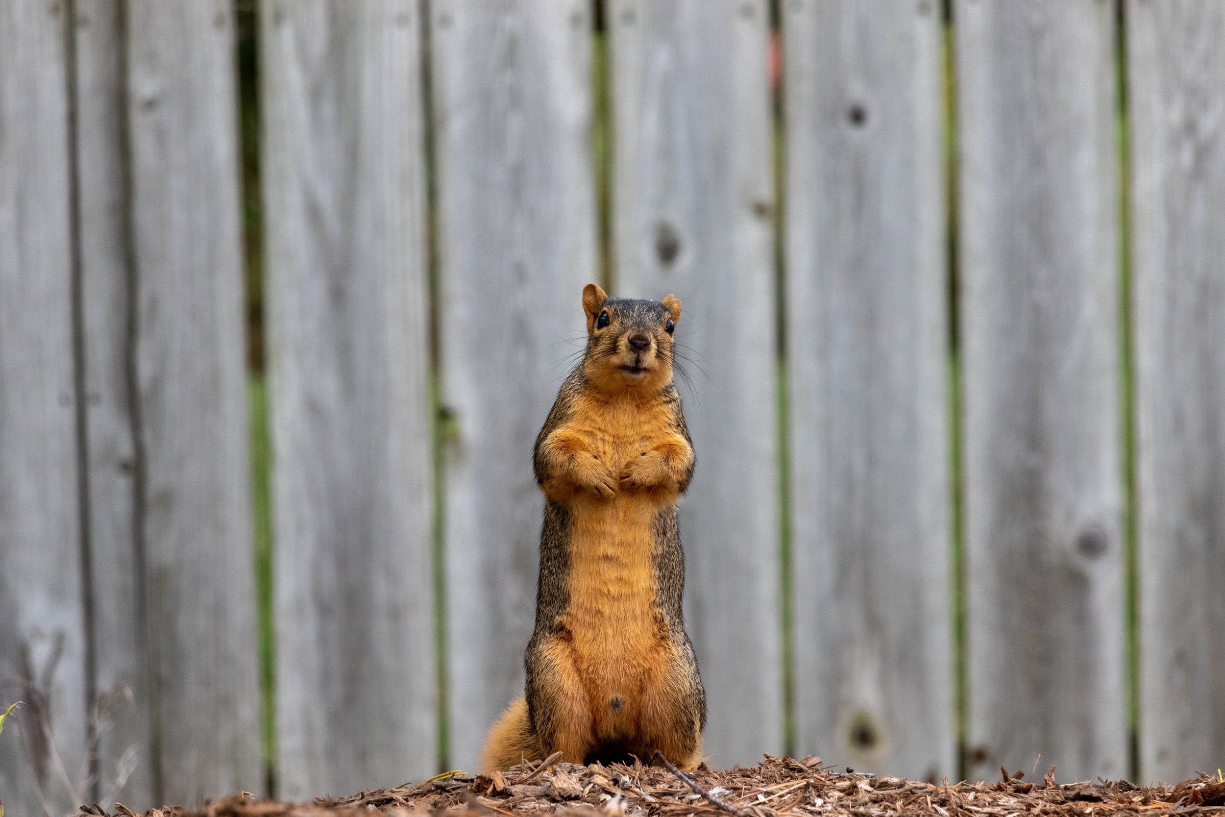 Squirrel standing (02)