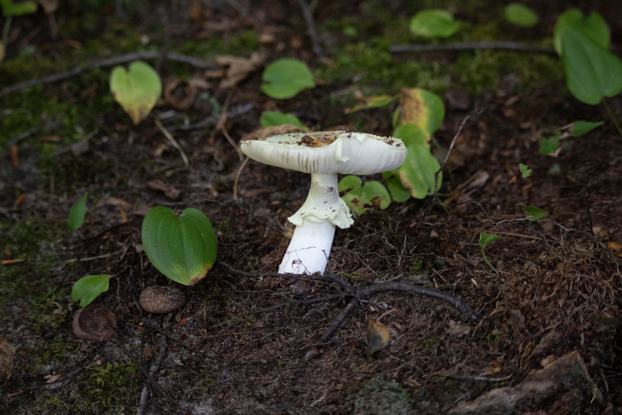 Toad stool (02)