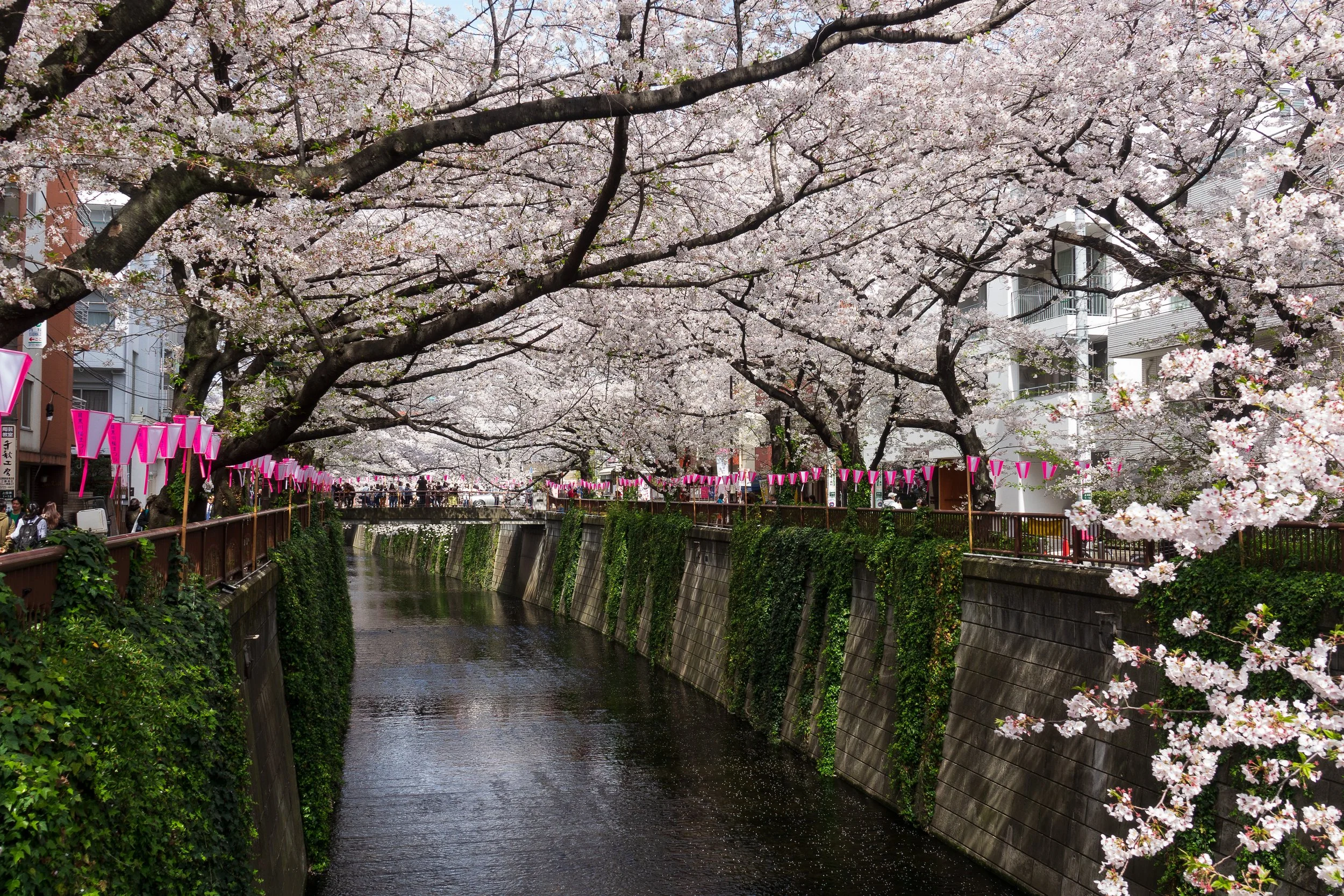 Cherry Blossoms in Nakameguro