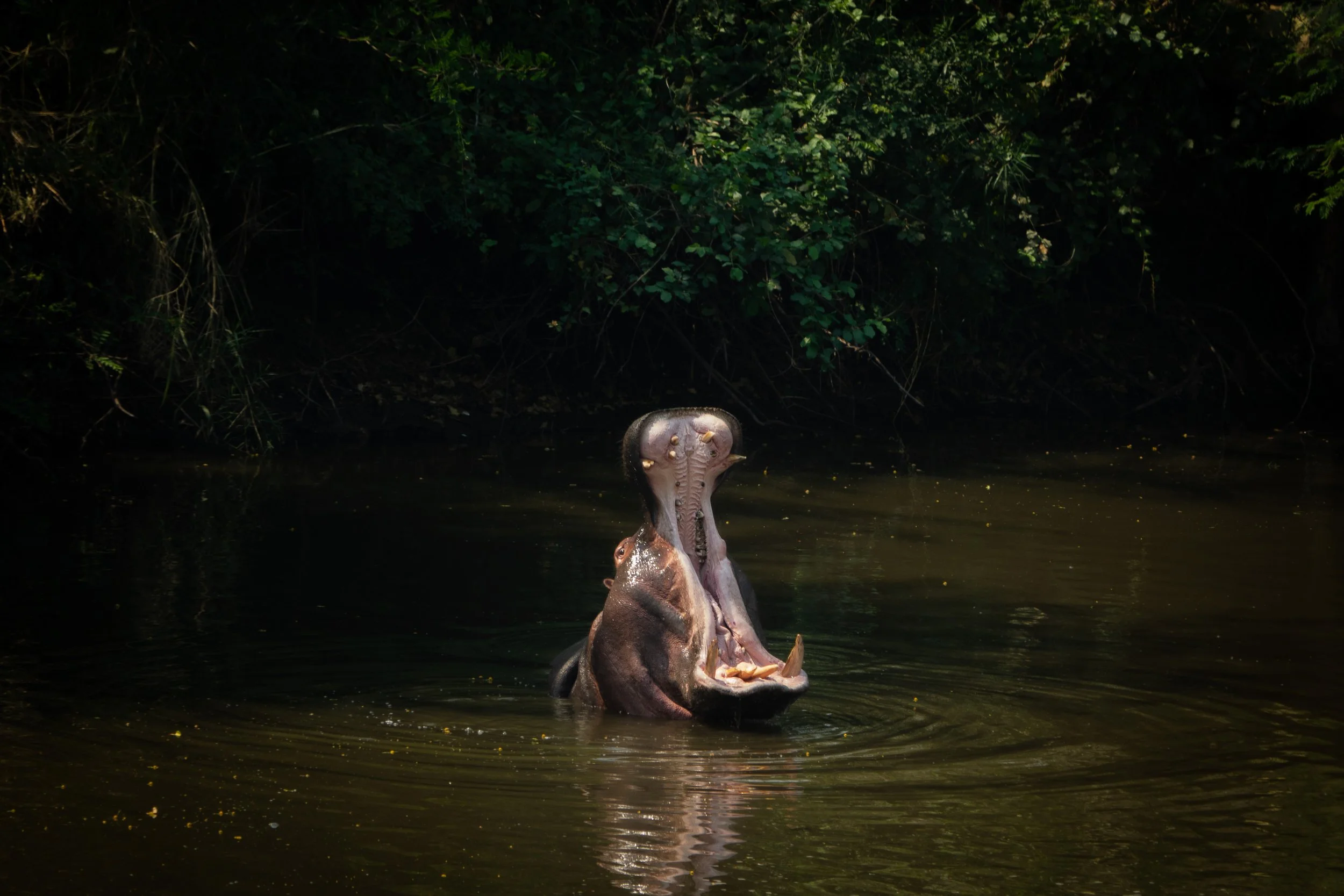 Hippo in South Africa