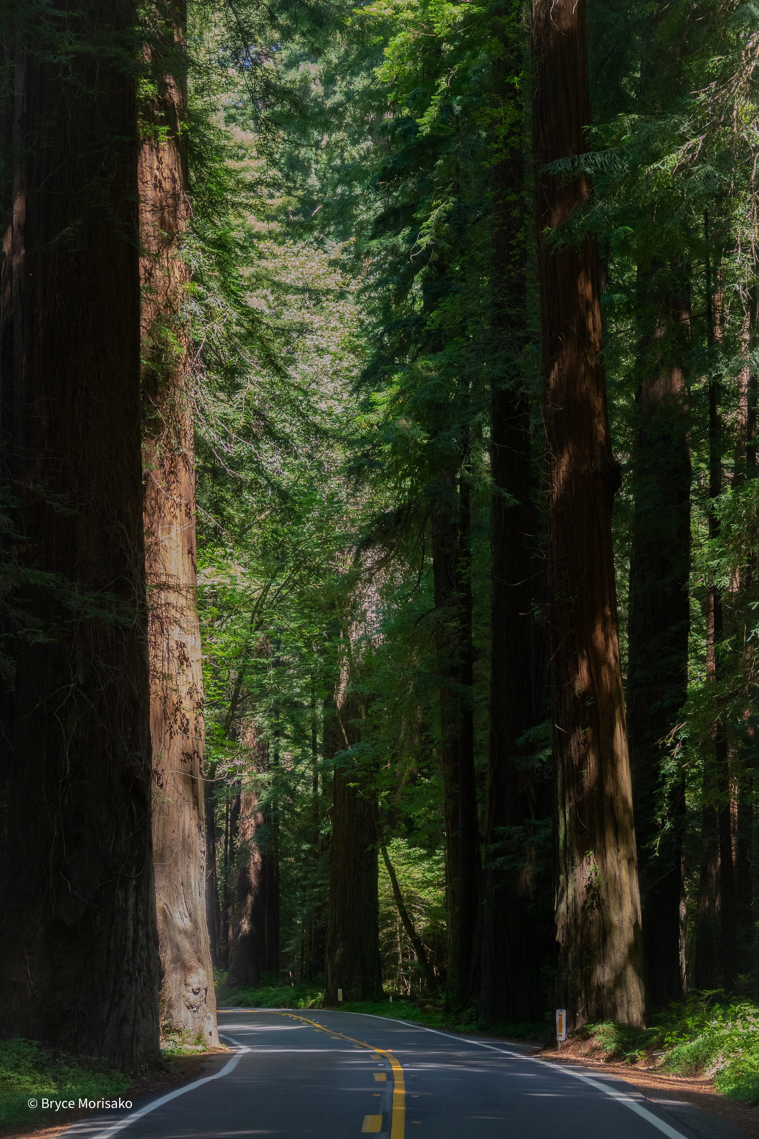 Redwood Trees