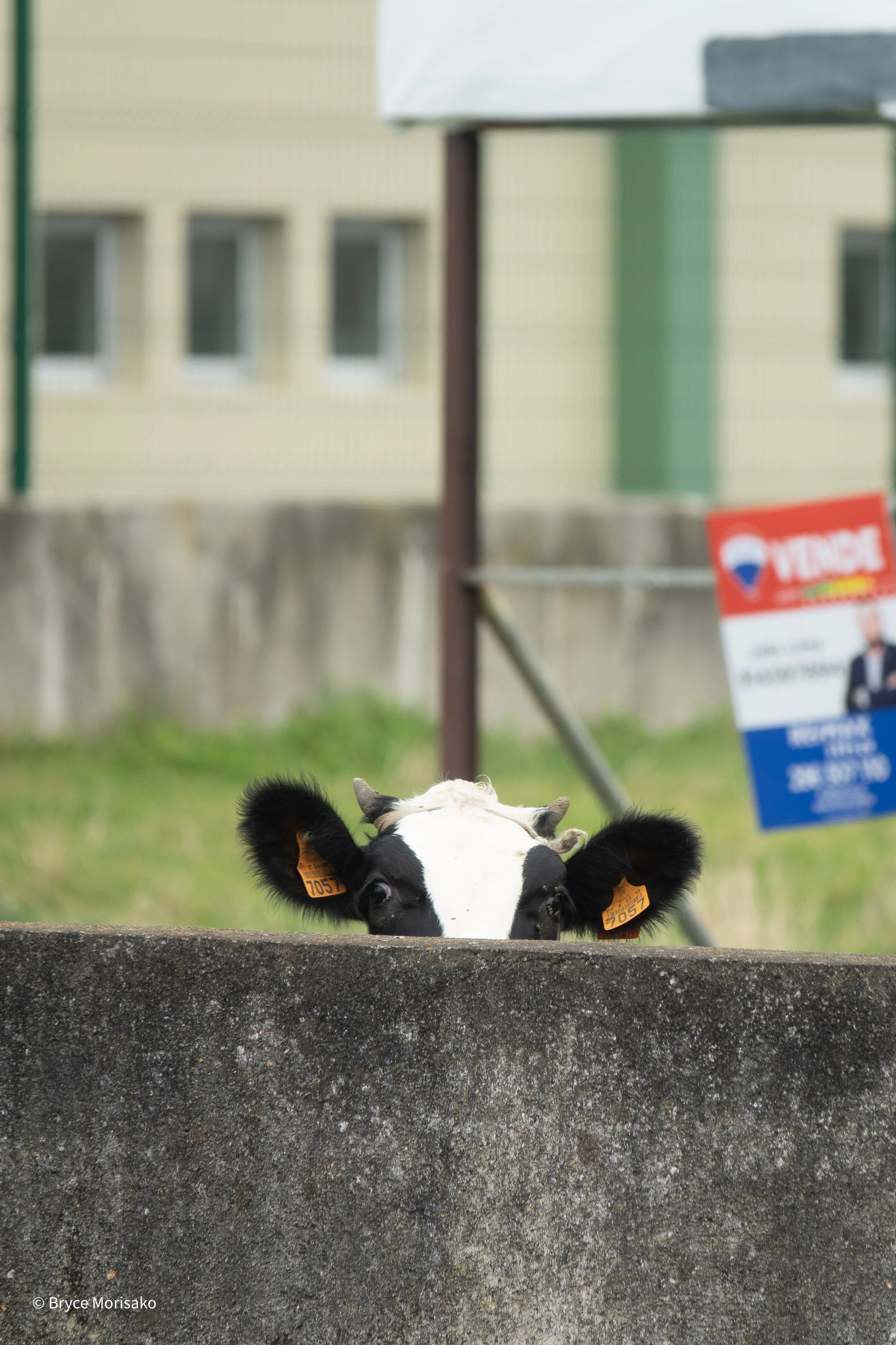 Cow Peeking Over Wall
