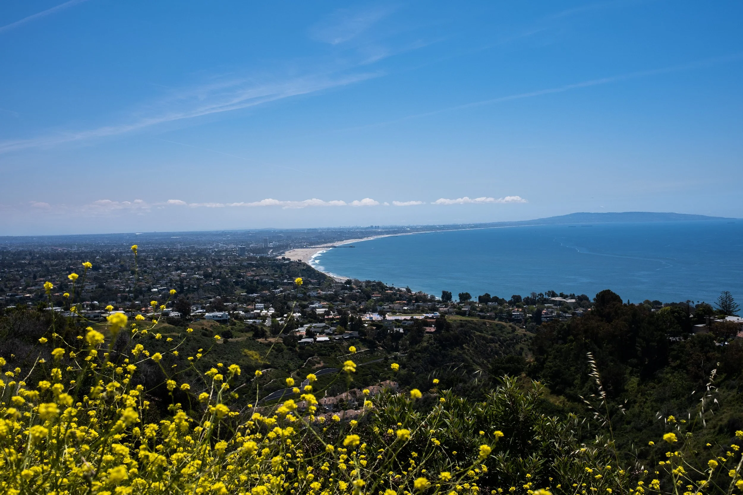 Wildflowers and the Ocean