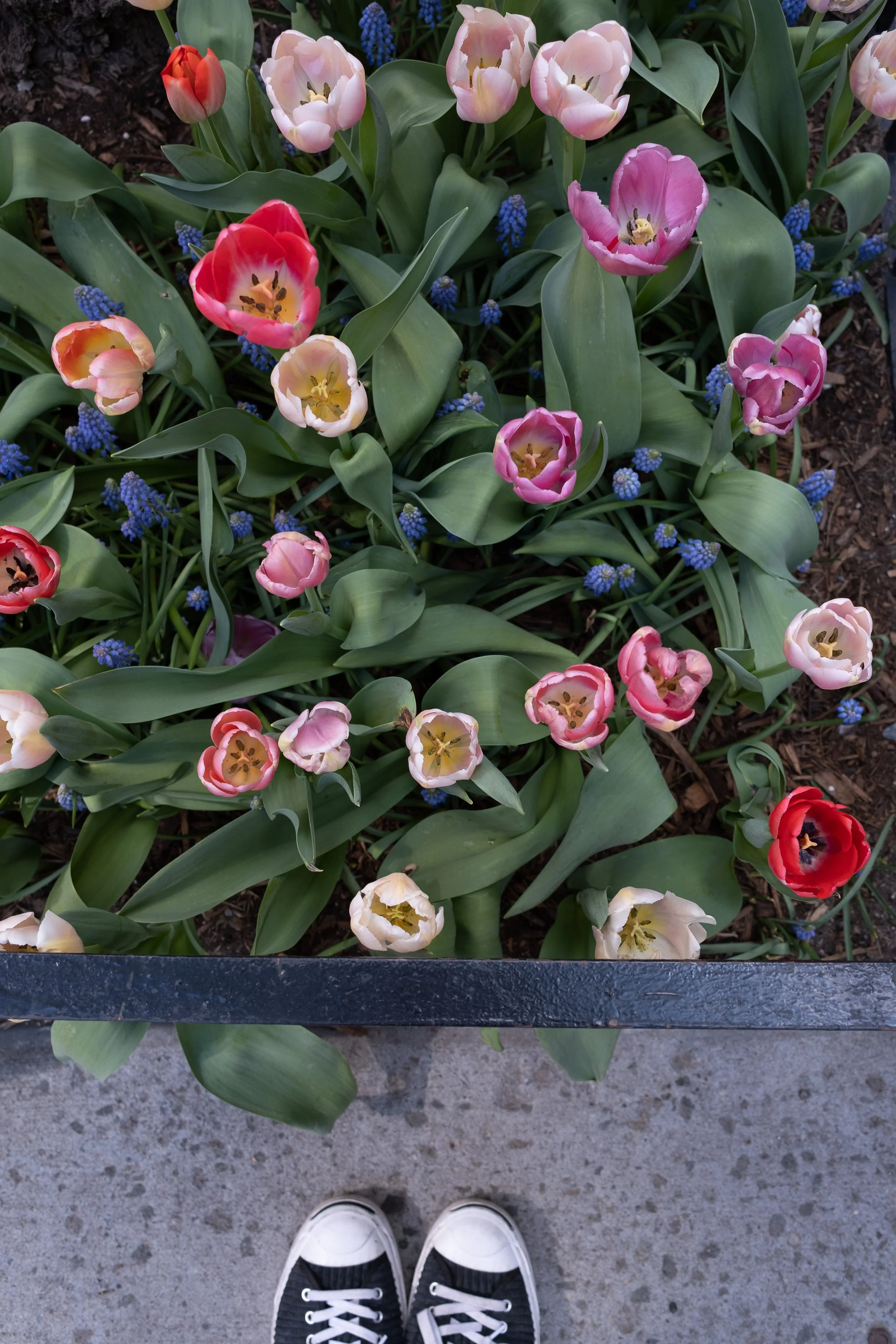 Sneakers and Flowers