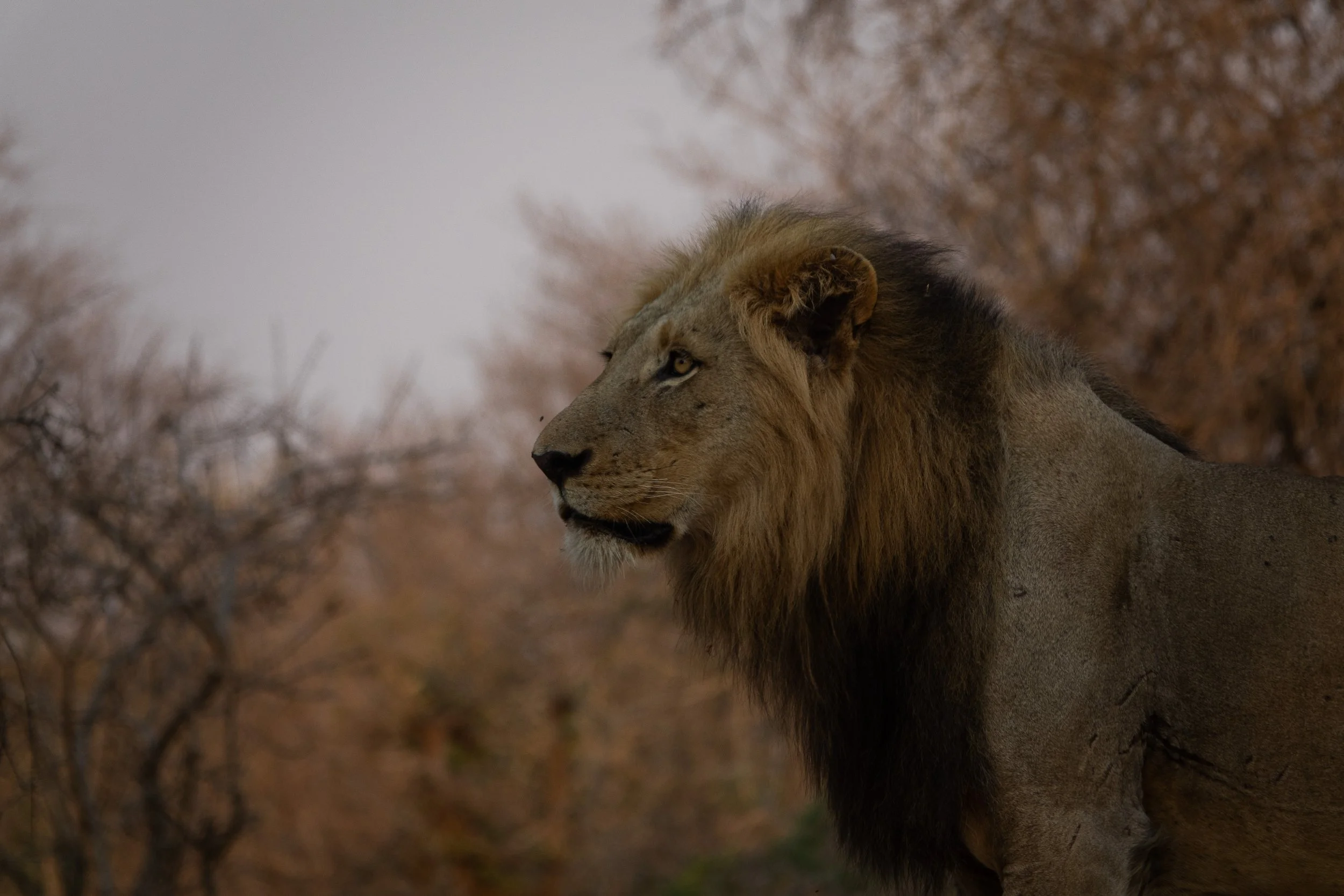Lion in Kruger National Park