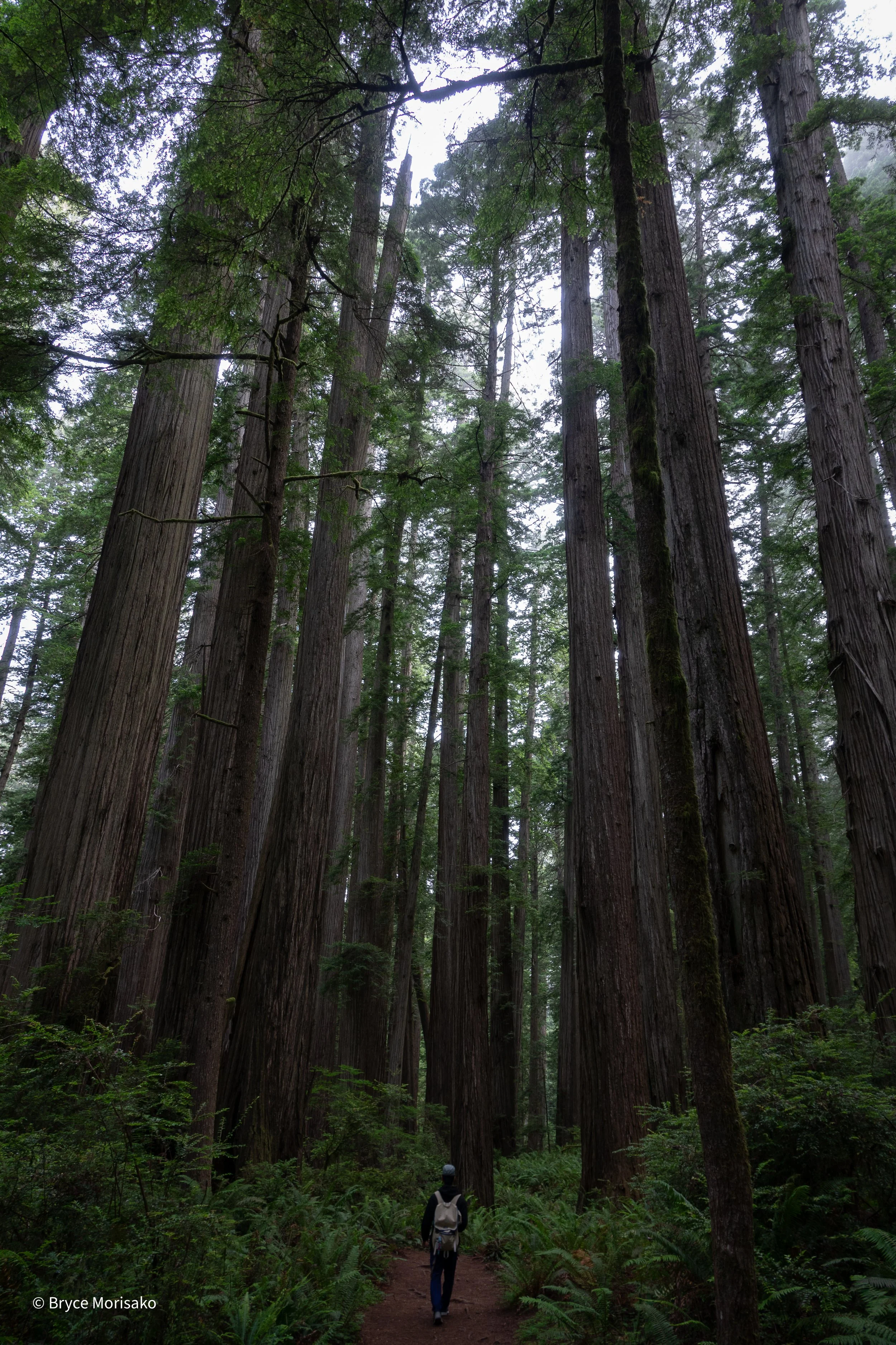 Jedidiah Smith State Park