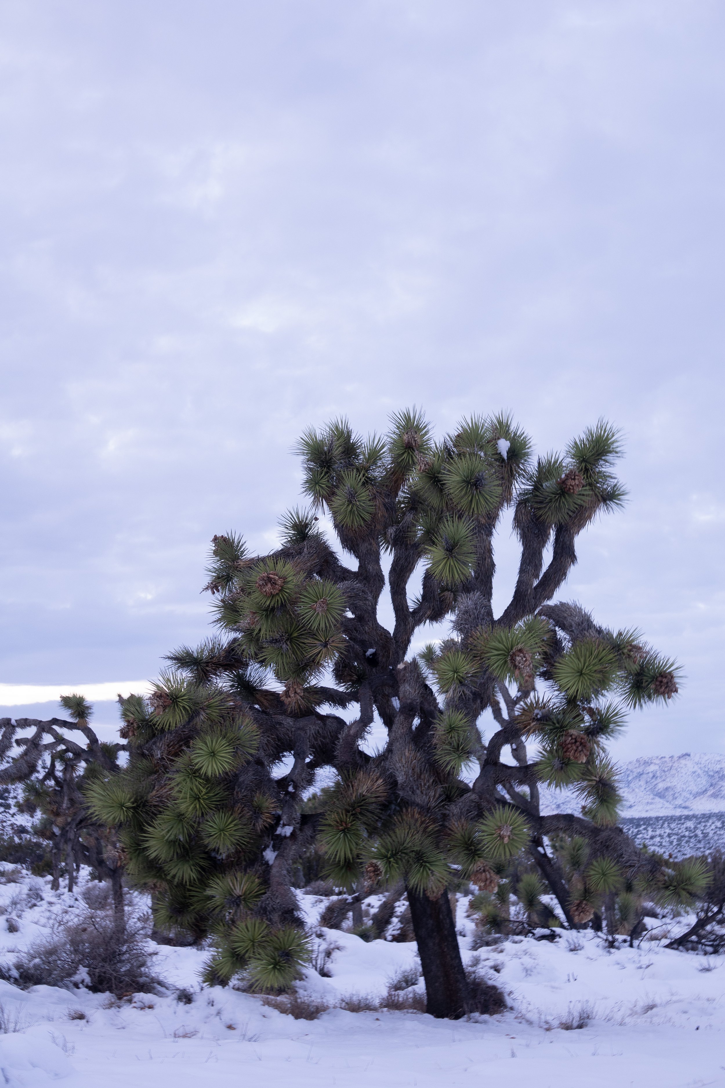 Joshua Tree covered in Snow