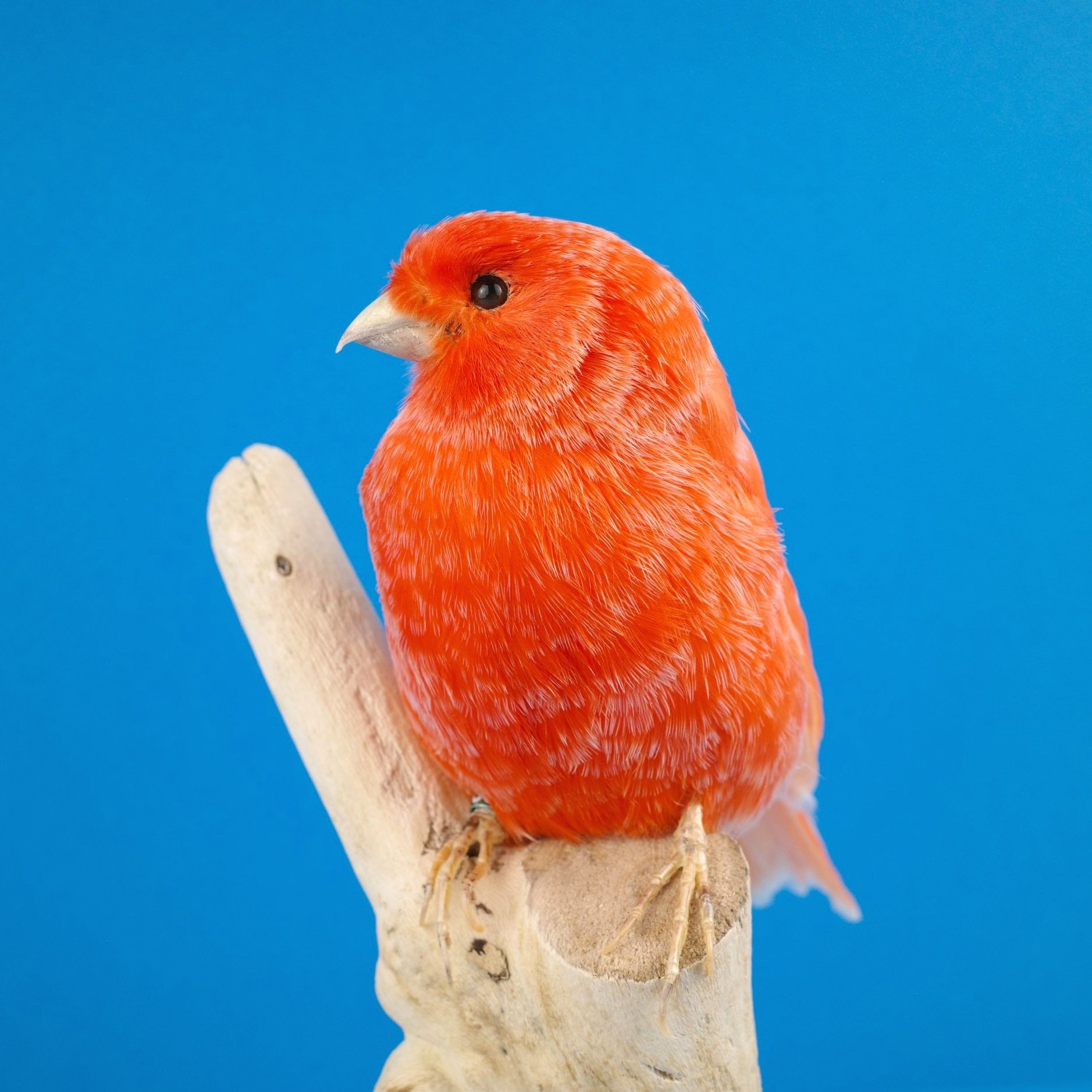 Red Factory Canary Taxidermy