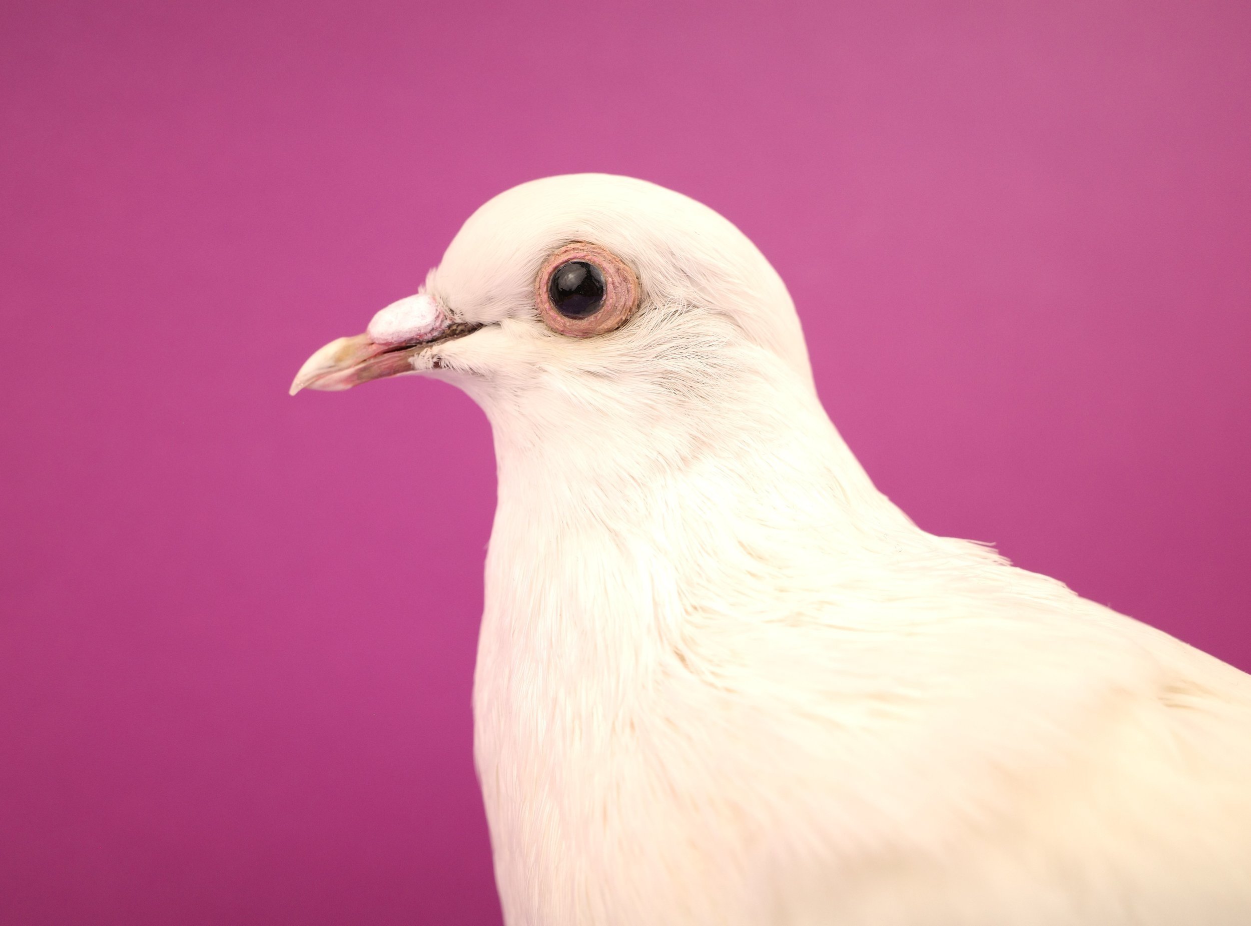 pigeion1.jpg