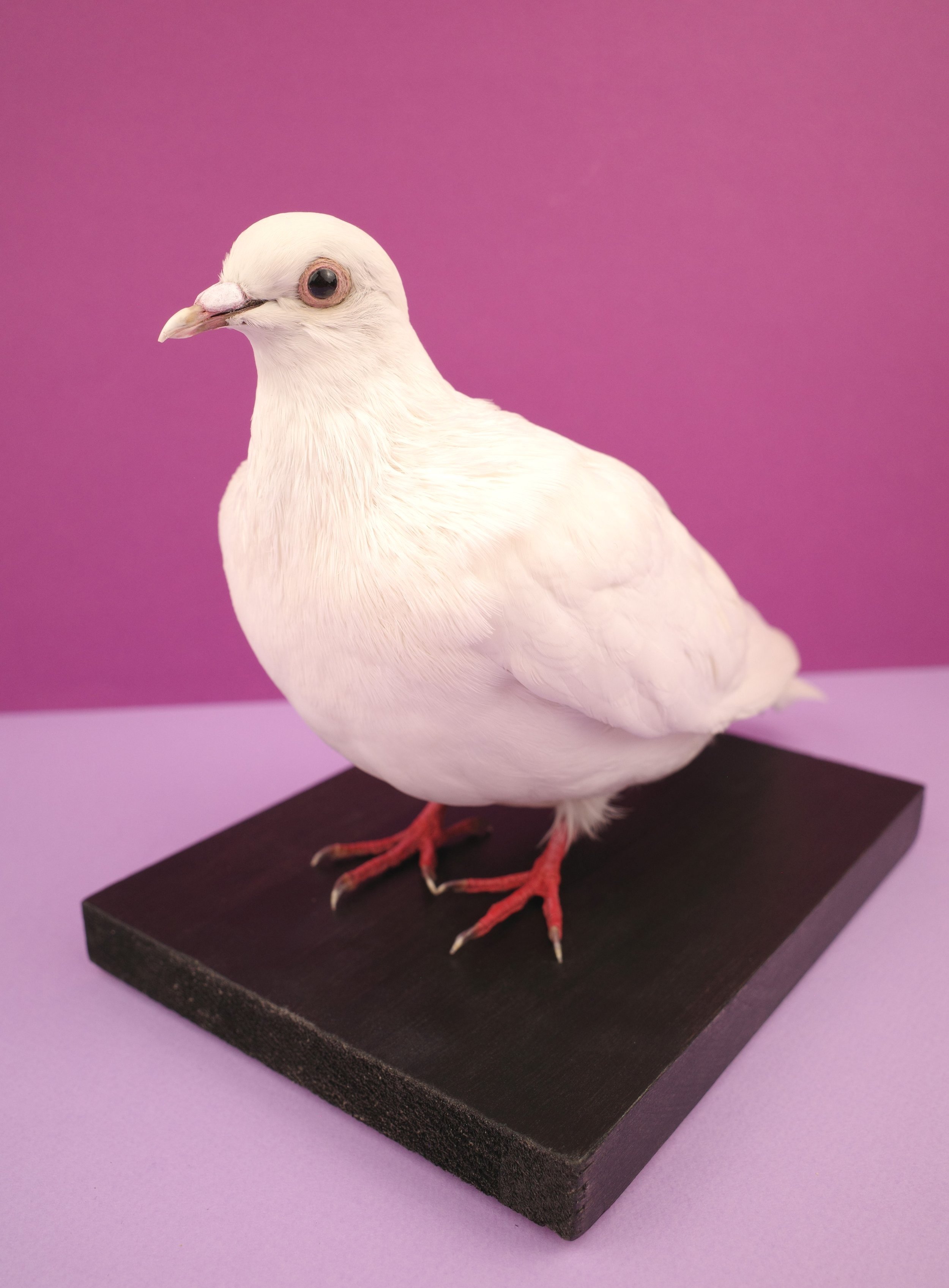 pigeon2.jpg
