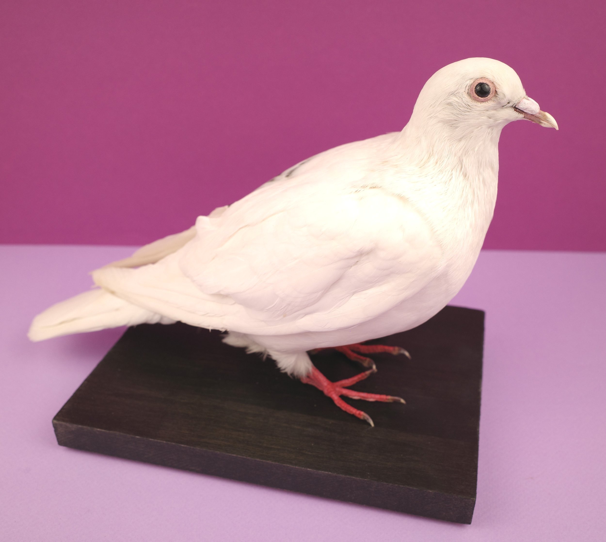 pigeon3.jpg