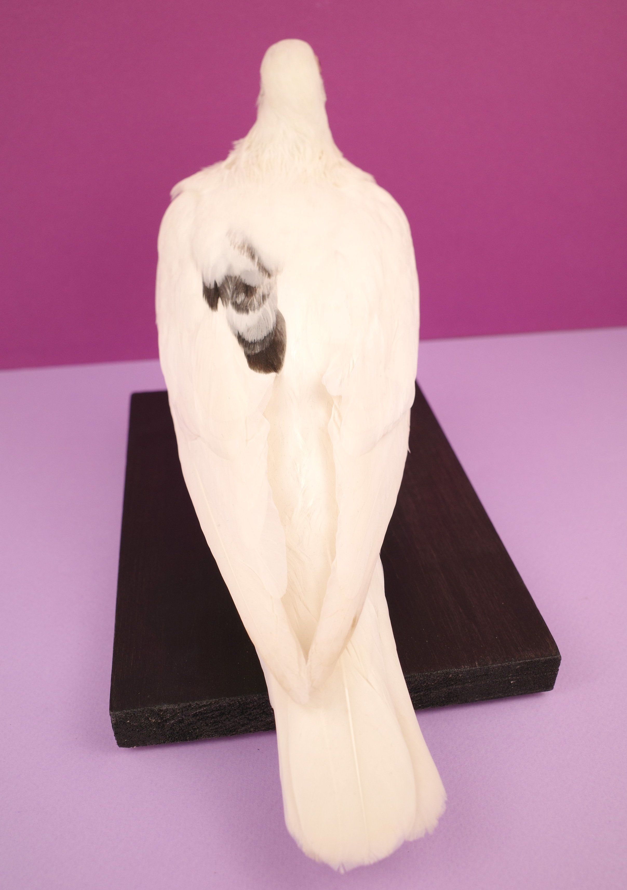 pigeon4.jpg