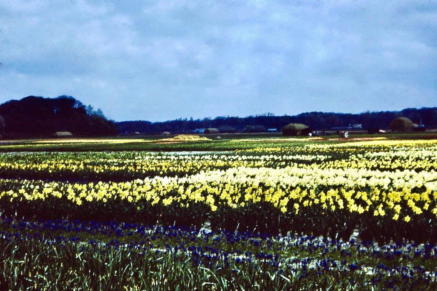 Hello, Spring! ⁠Happy vernal equinox, aka the first day of Spring!⁠
⁠
Spring officially begins at 11:06 p.m. Eastern time this evening. ⁠
⁠
This image was found among a client's parents' old slides. The exact date and location are lost to time, but t