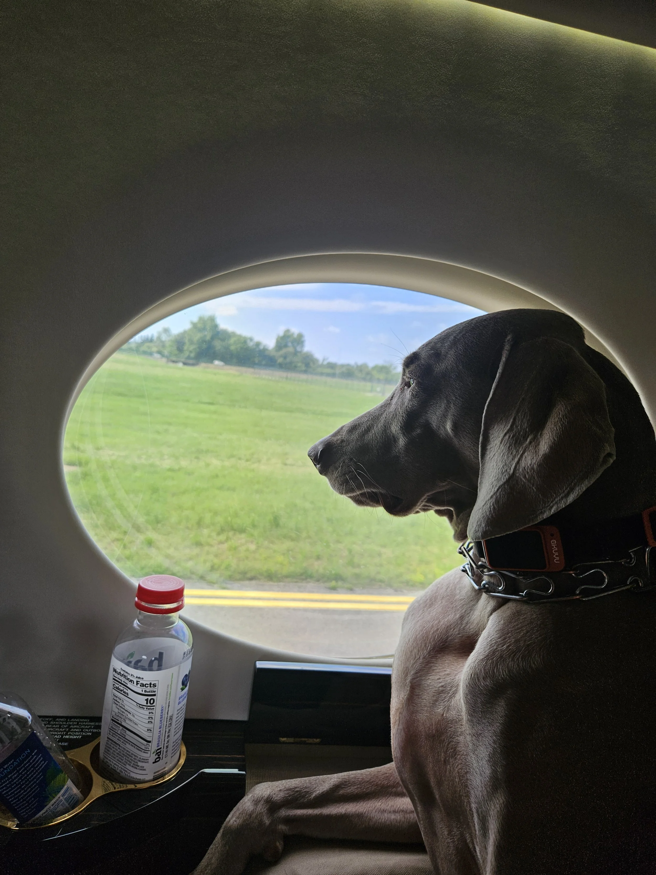 Vannah’s flight with K9 Jets