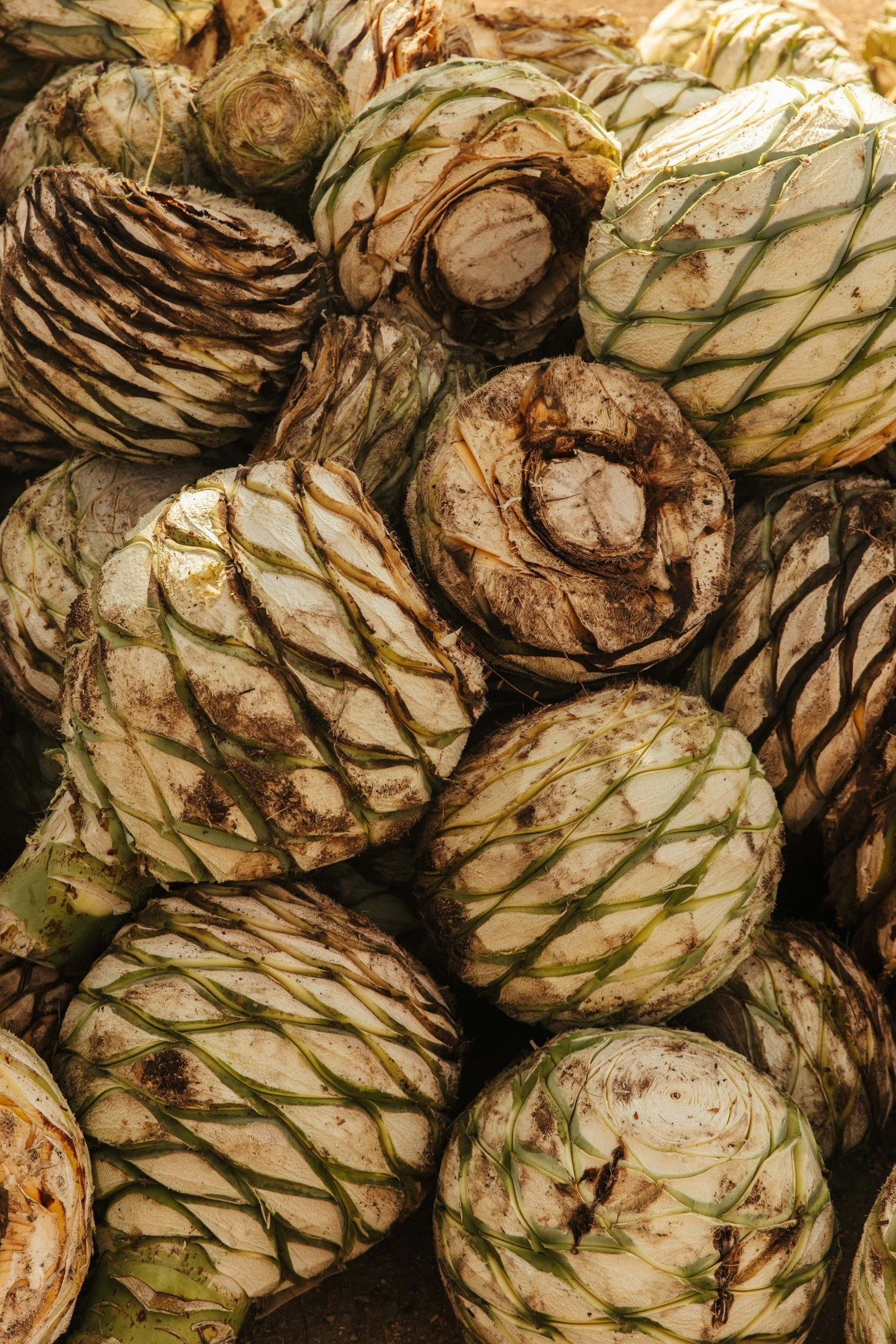 From field to glass 🌵🥃✨ &mdash; at T.O. Mezcal, we go straight to the source. Our agaves are harvested by hand and crafted with care, so every sip carries the pure flavor of tradition, culture, and land. This is farm-to-table the mezcal way &mdash;